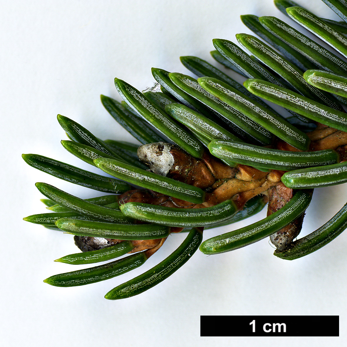 High resolution image: Family: Pinaceae - Genus: Picea - Taxon: koyamae