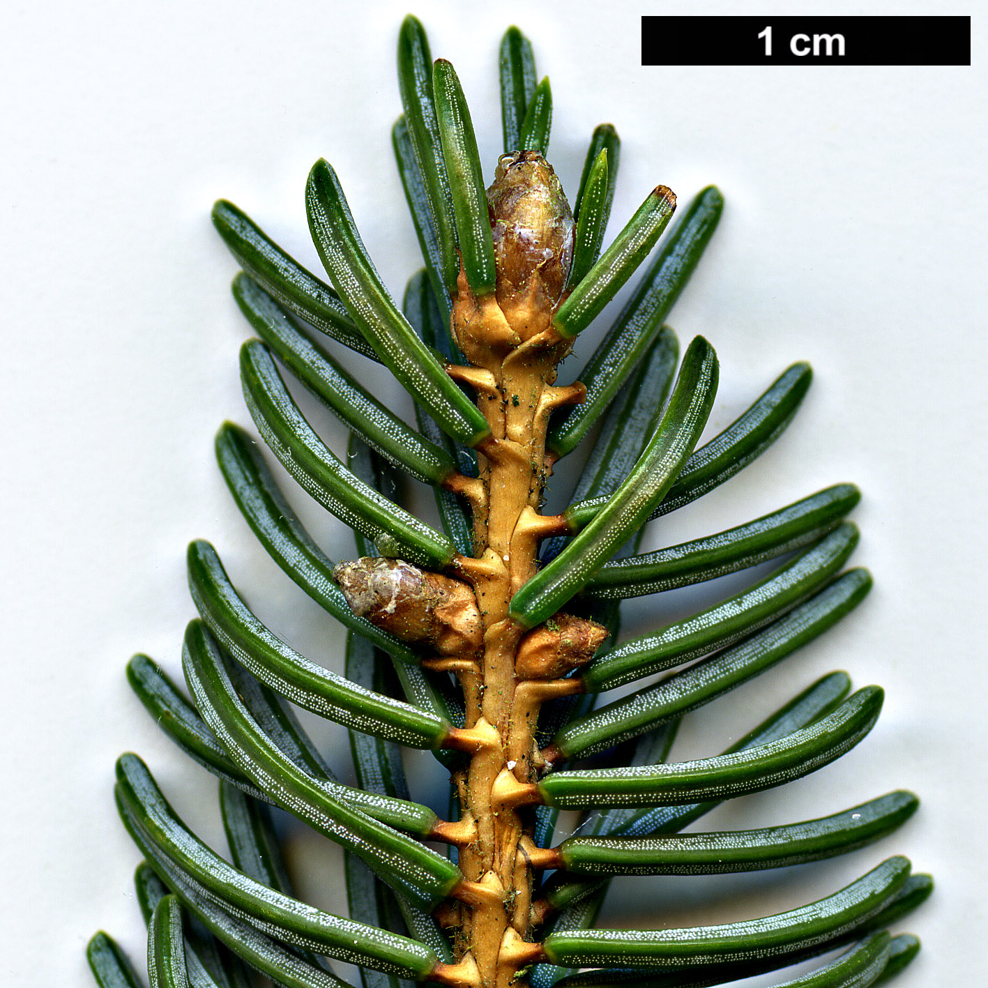 High resolution image: Family: Pinaceae - Genus: Picea - Taxon: koyamae