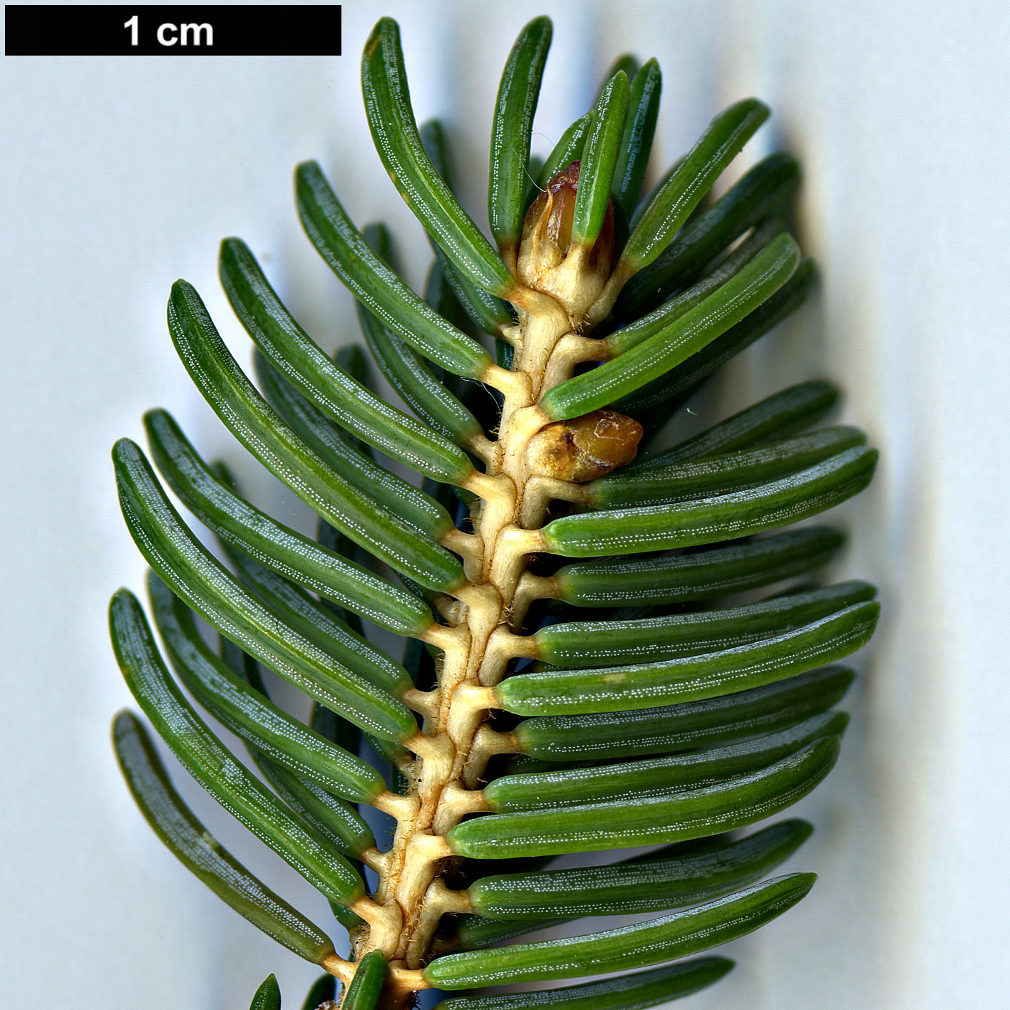 High resolution image: Family: Pinaceae - Genus: Picea - Taxon: koyamae