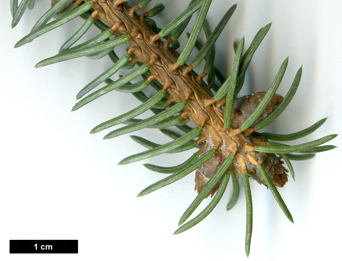 High resolution image: Family: Pinaceae - Genus: Picea - Taxon: likiangensis