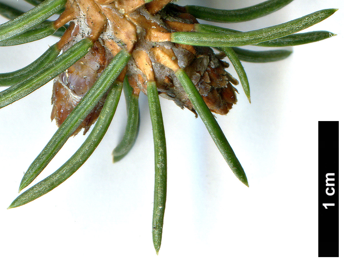 High resolution image: Family: Pinaceae - Genus: Picea - Taxon: likiangensis