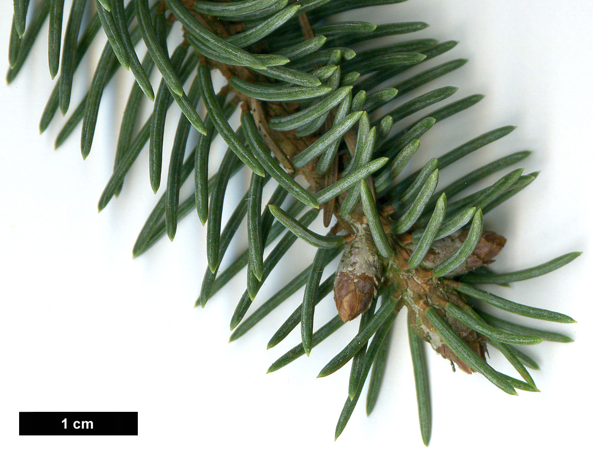 High resolution image: Family: Pinaceae - Genus: Picea - Taxon: likiangensis