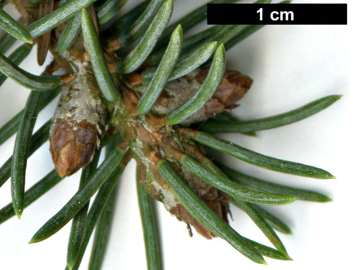 High resolution image: Family: Pinaceae - Genus: Picea - Taxon: likiangensis