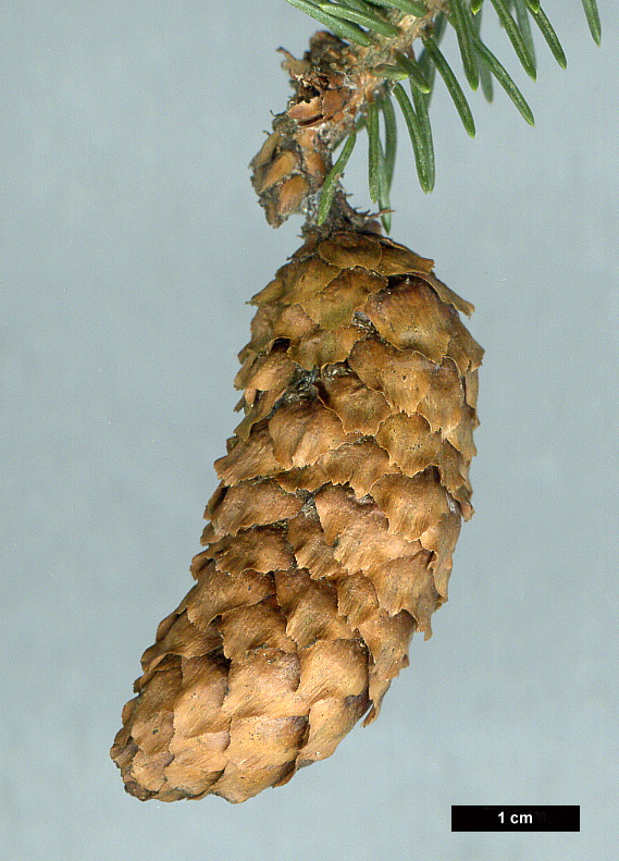 High resolution image: Family: Pinaceae - Genus: Picea - Taxon: likiangensis