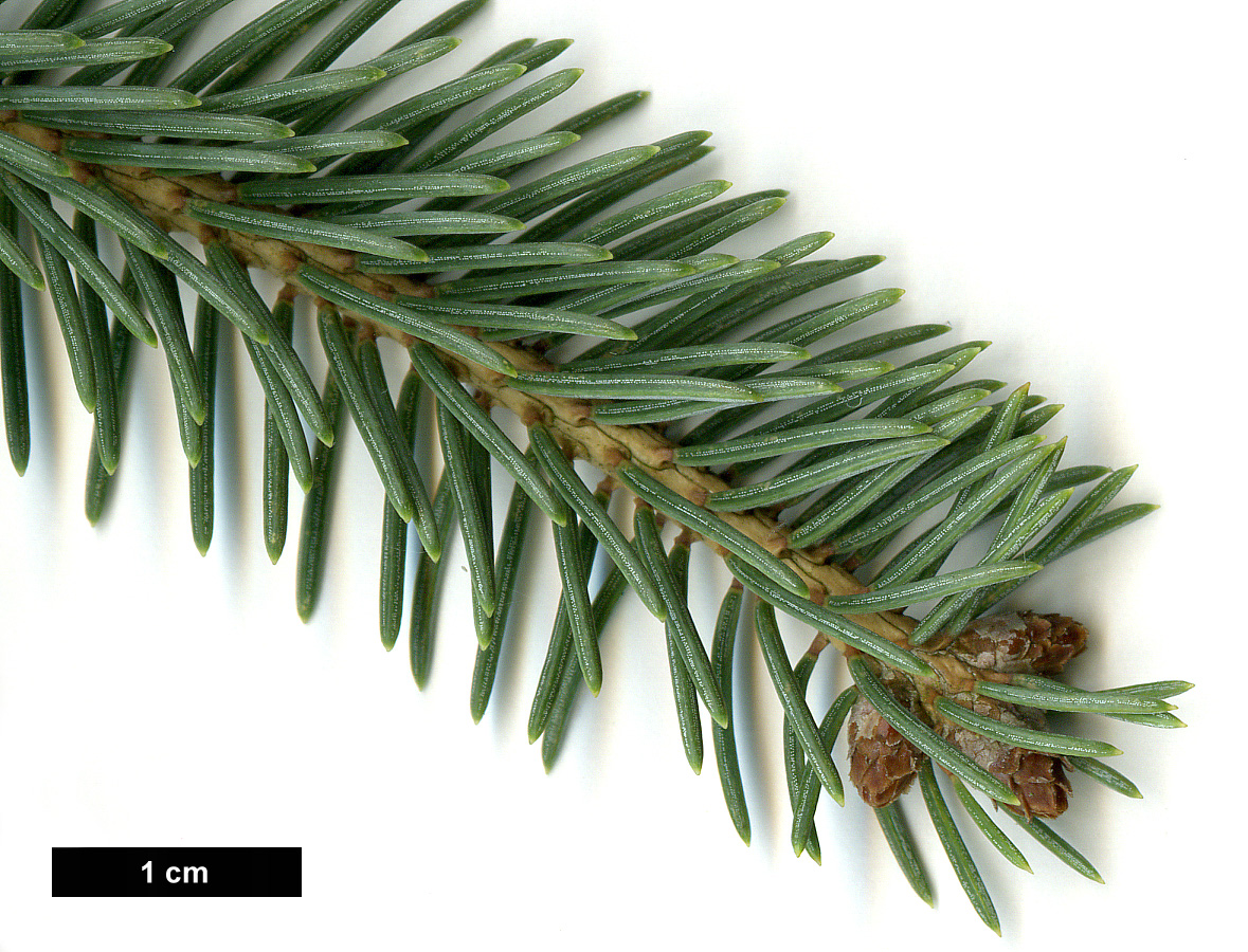 High resolution image: Family: Pinaceae - Genus: Picea - Taxon: likiangensis