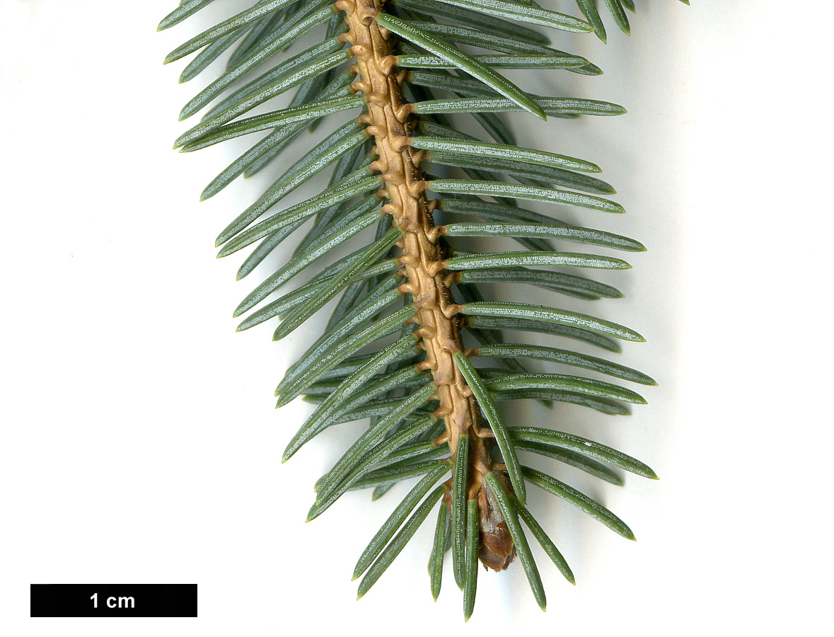 High resolution image: Family: Pinaceae - Genus: Picea - Taxon: likiangensis