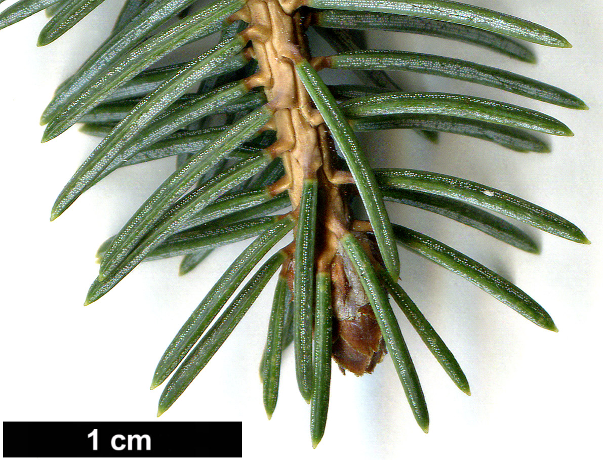 High resolution image: Family: Pinaceae - Genus: Picea - Taxon: likiangensis