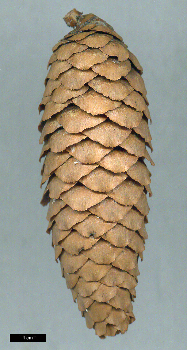 High resolution image: Family: Pinaceae - Genus: Picea - Taxon: likiangensis