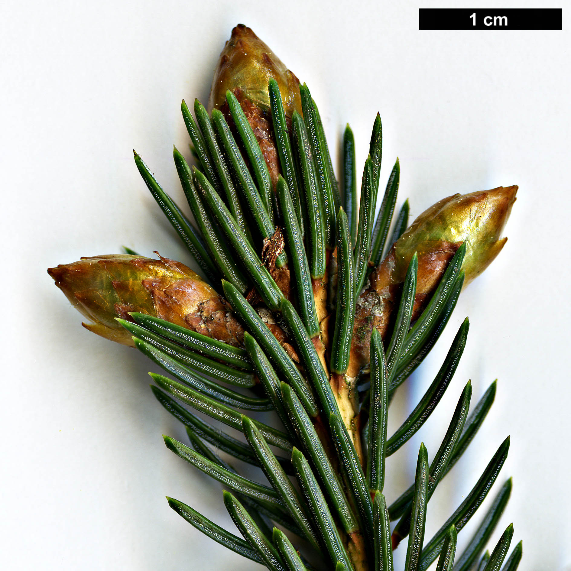 High resolution image: Family: Pinaceae - Genus: Picea - Taxon: likiangensis