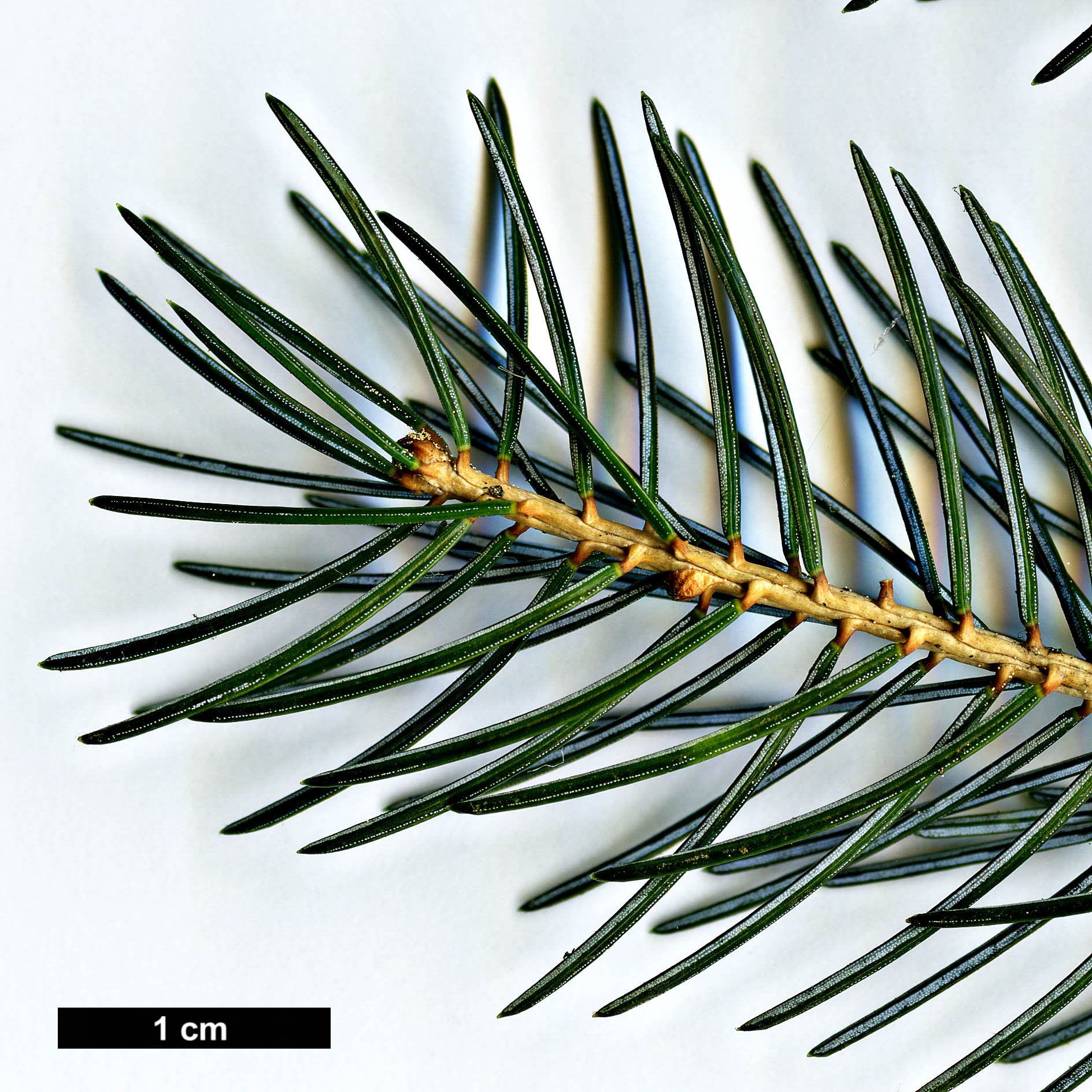 High resolution image: Family: Pinaceae - Genus: Picea - Taxon: likiangensis