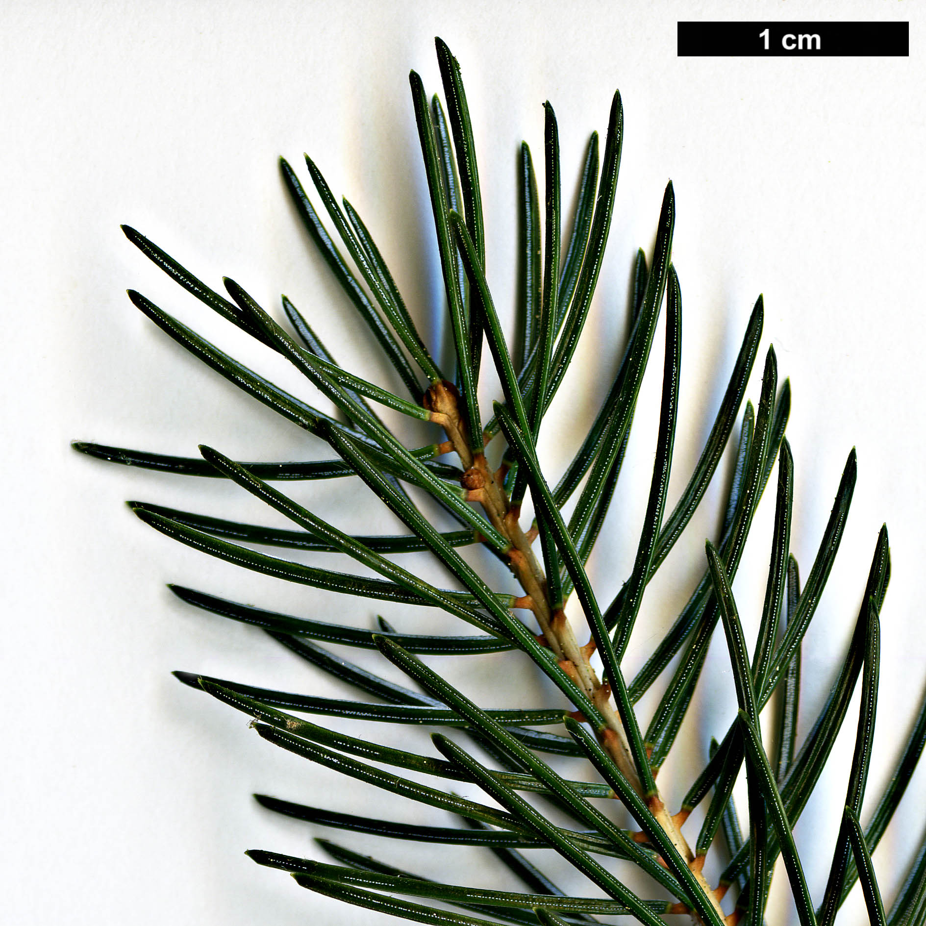 High resolution image: Family: Pinaceae - Genus: Picea - Taxon: likiangensis