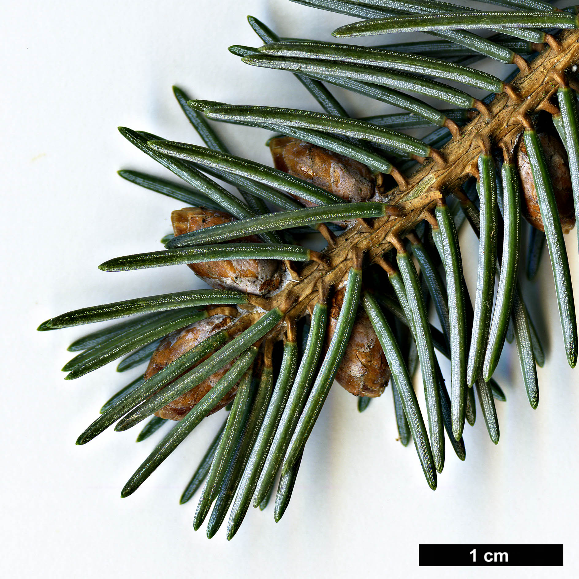 High resolution image: Family: Pinaceae - Genus: Picea - Taxon: likiangensis