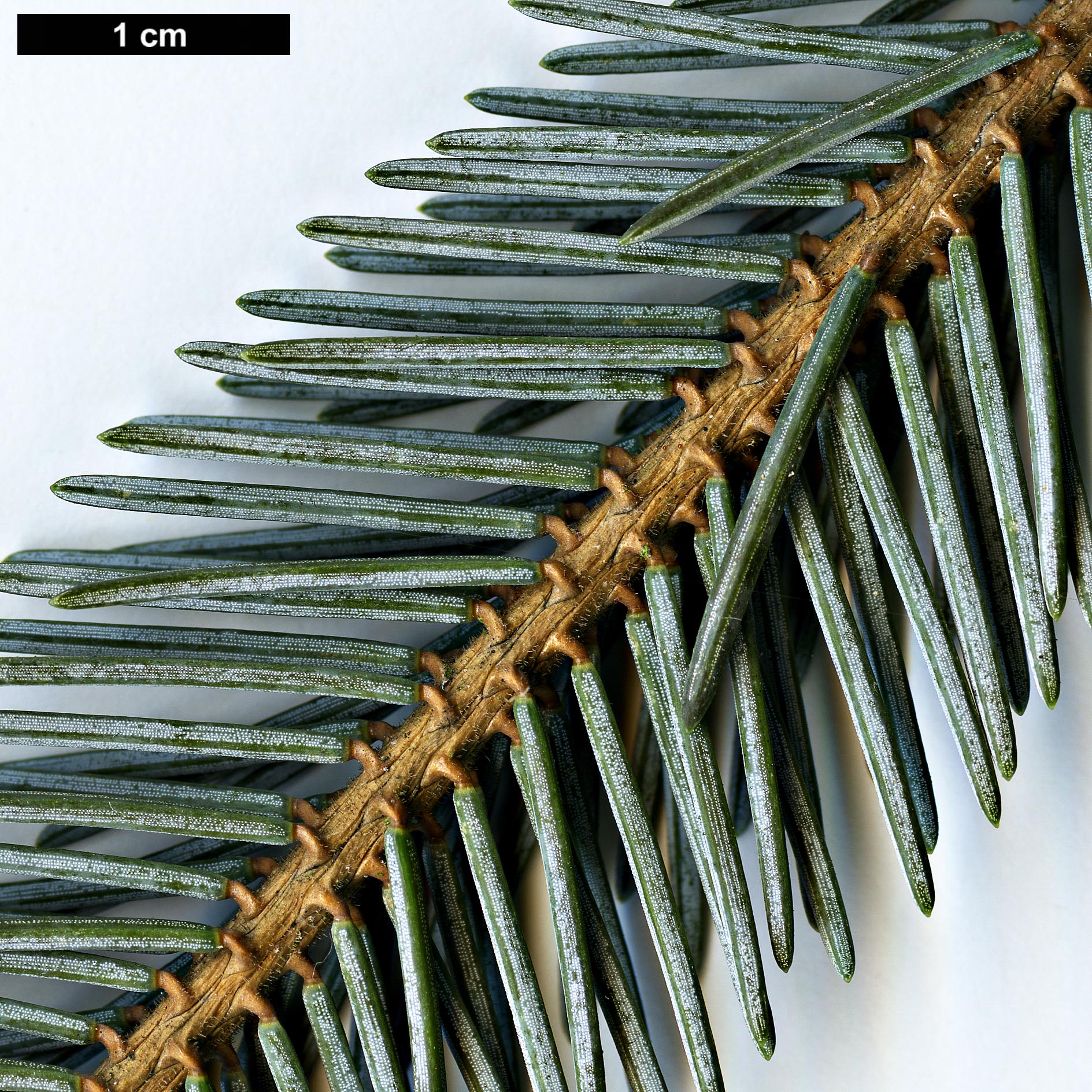 High resolution image: Family: Pinaceae - Genus: Picea - Taxon: likiangensis