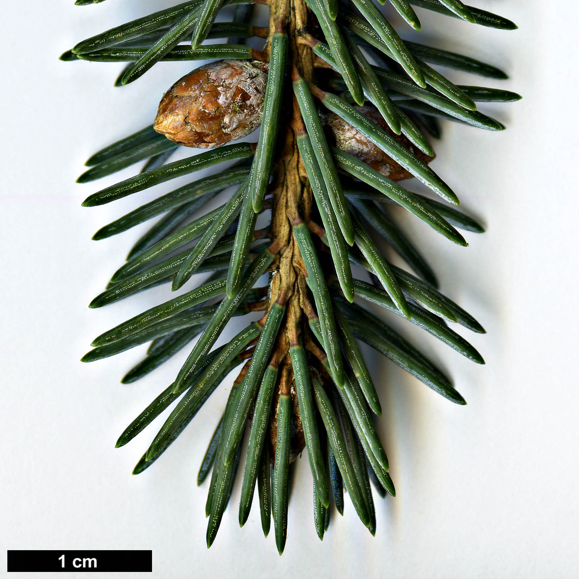 High resolution image: Family: Pinaceae - Genus: Picea - Taxon: likiangensis