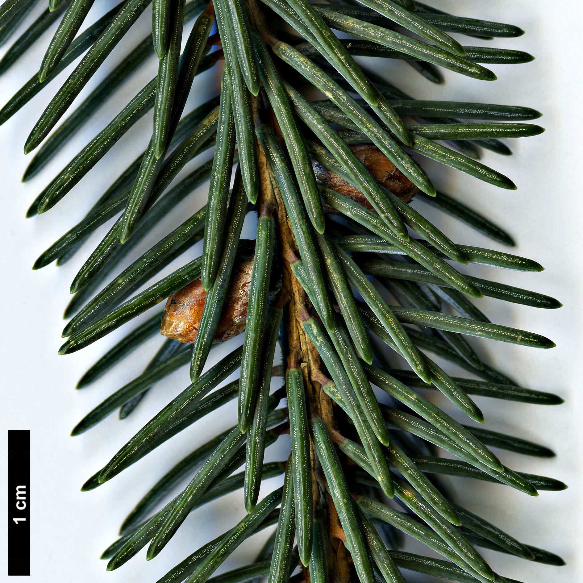 High resolution image: Family: Pinaceae - Genus: Picea - Taxon: likiangensis