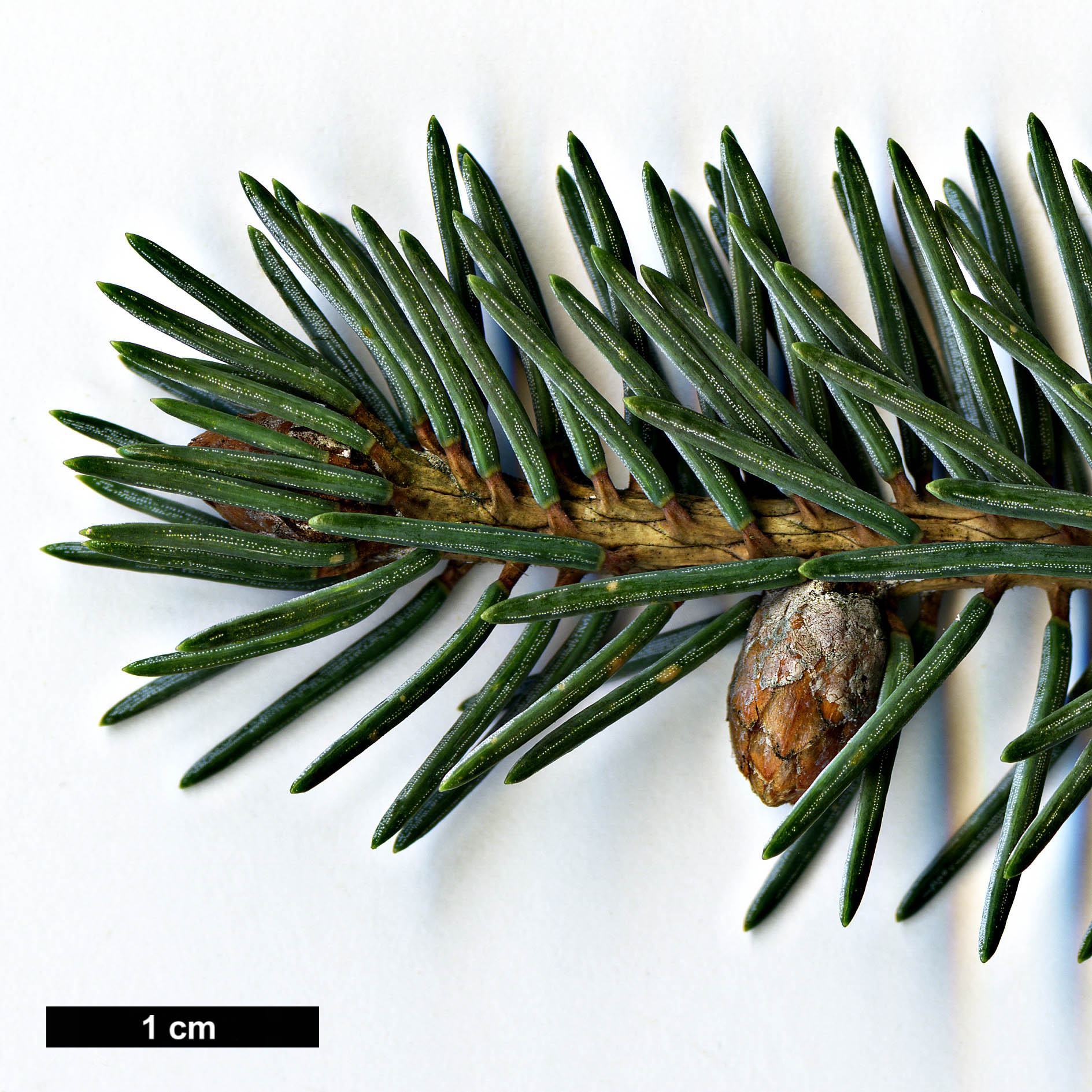 High resolution image: Family: Pinaceae - Genus: Picea - Taxon: likiangensis