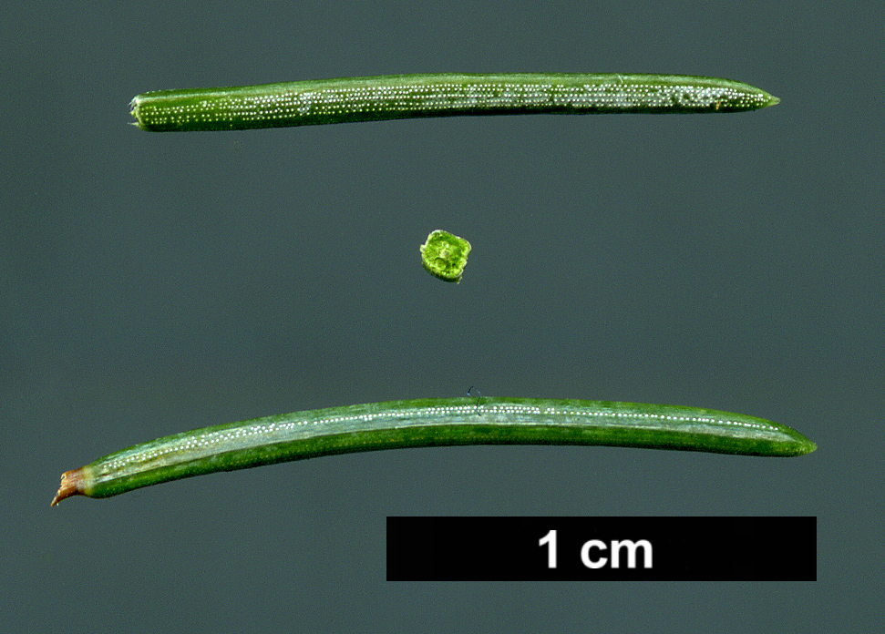 High resolution image: Family: Pinaceae - Genus: Picea - Taxon: likiangensis