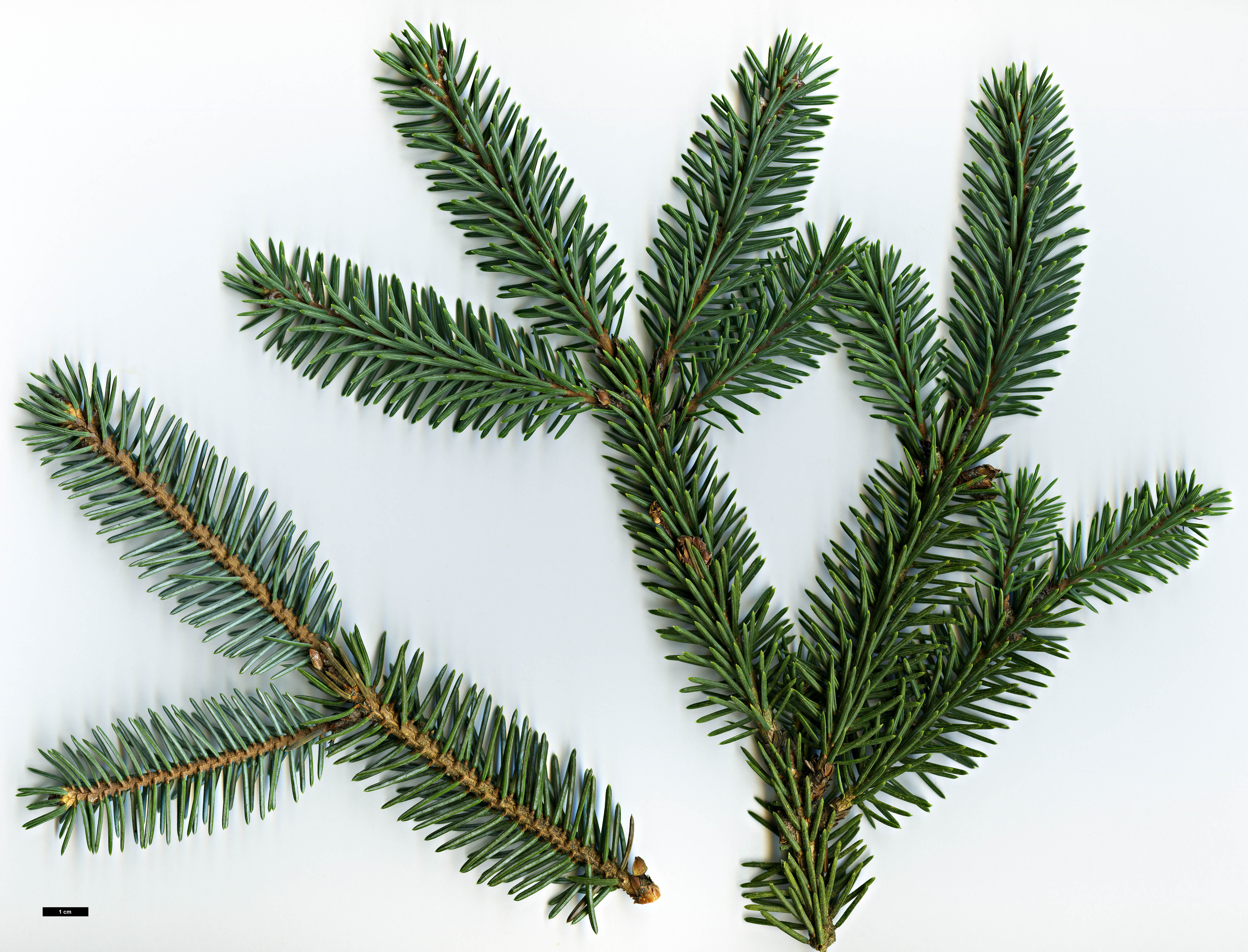 High resolution image: Family: Pinaceae - Genus: Picea - Taxon: likiangensis