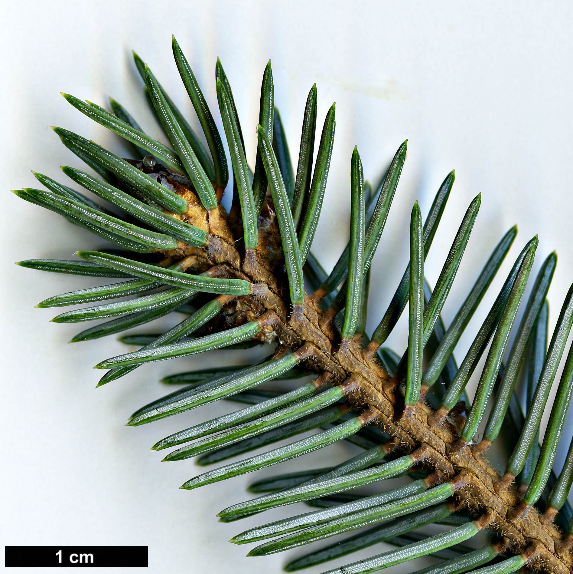 High resolution image: Family: Pinaceae - Genus: Picea - Taxon: likiangensis