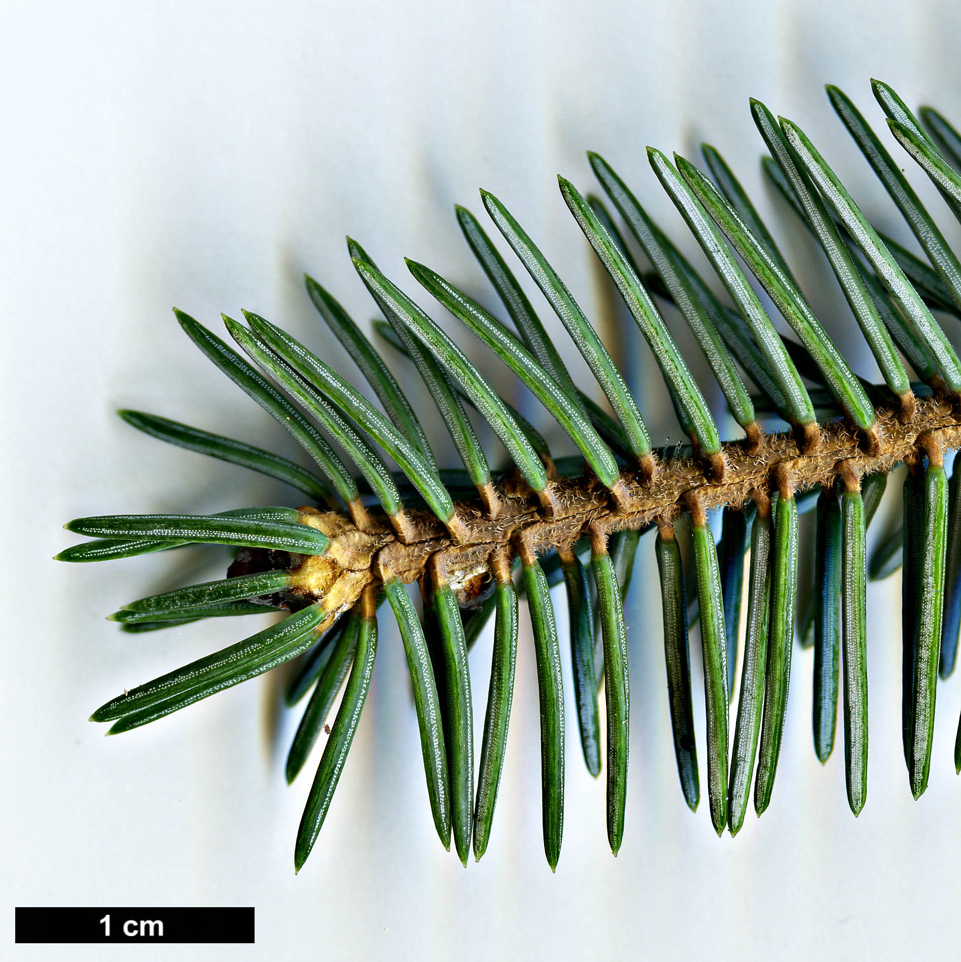 High resolution image: Family: Pinaceae - Genus: Picea - Taxon: likiangensis