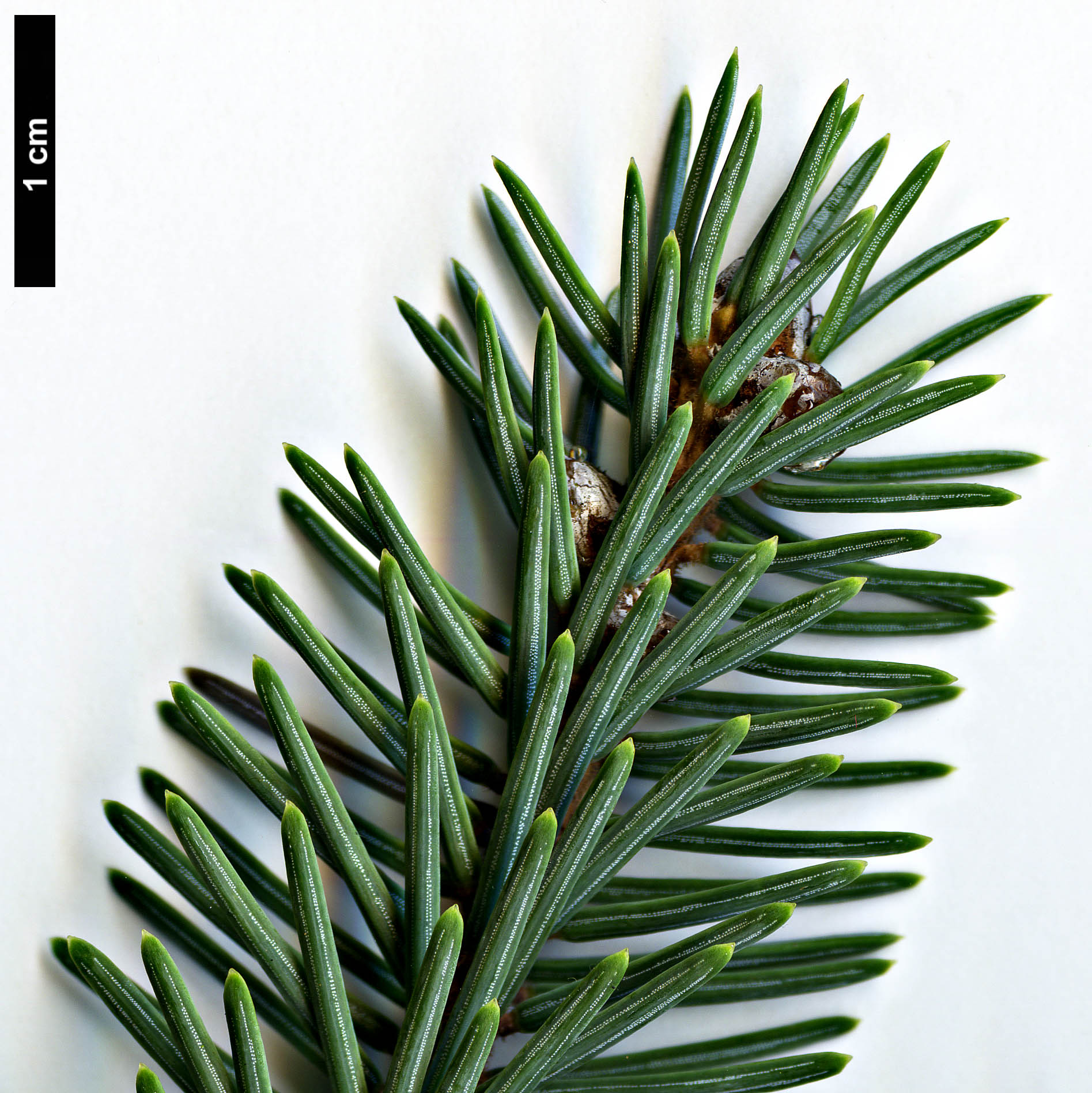 High resolution image: Family: Pinaceae - Genus: Picea - Taxon: likiangensis