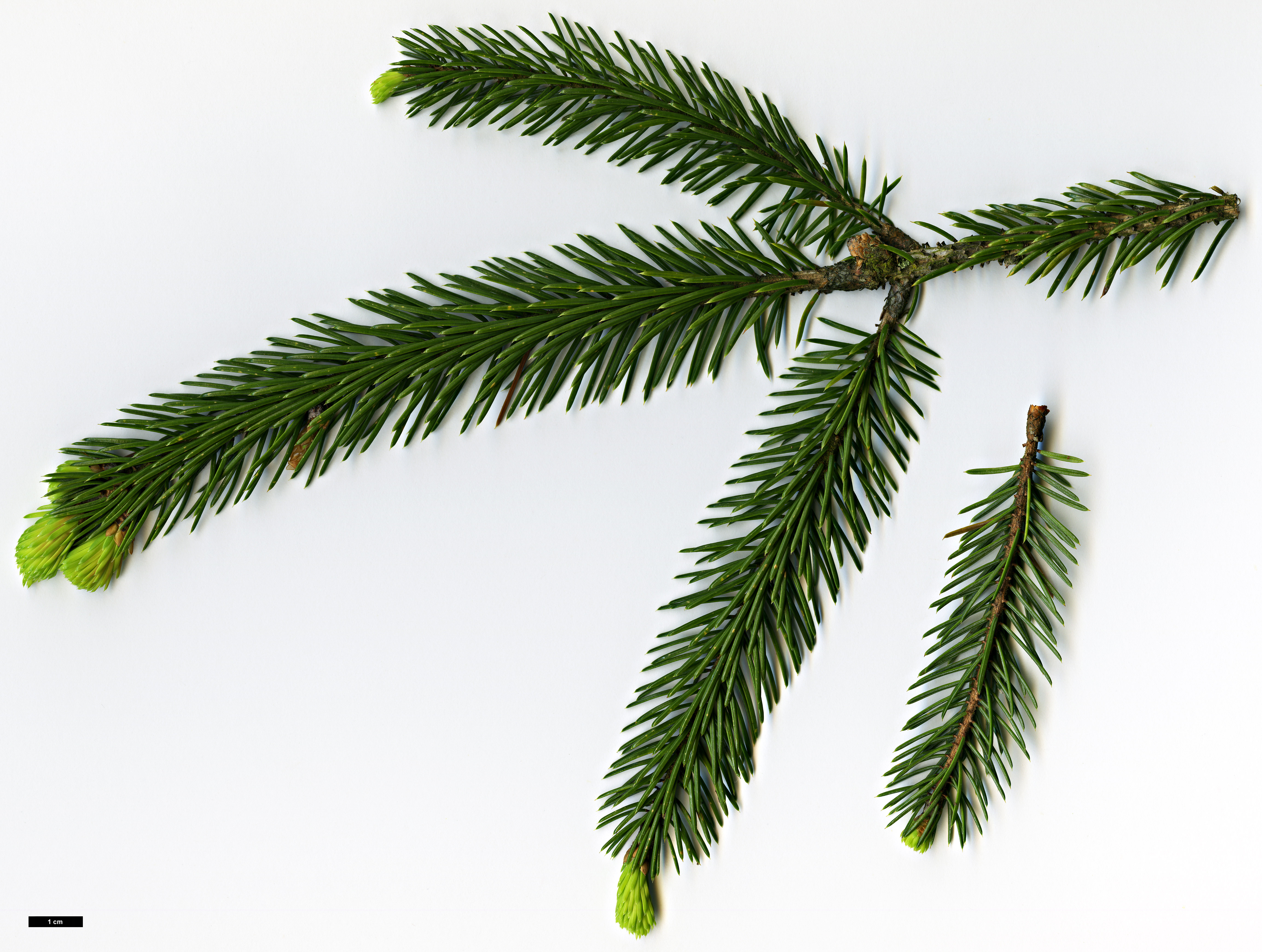 High resolution image: Family: Pinaceae - Genus: Picea - Taxon: linzhiensis