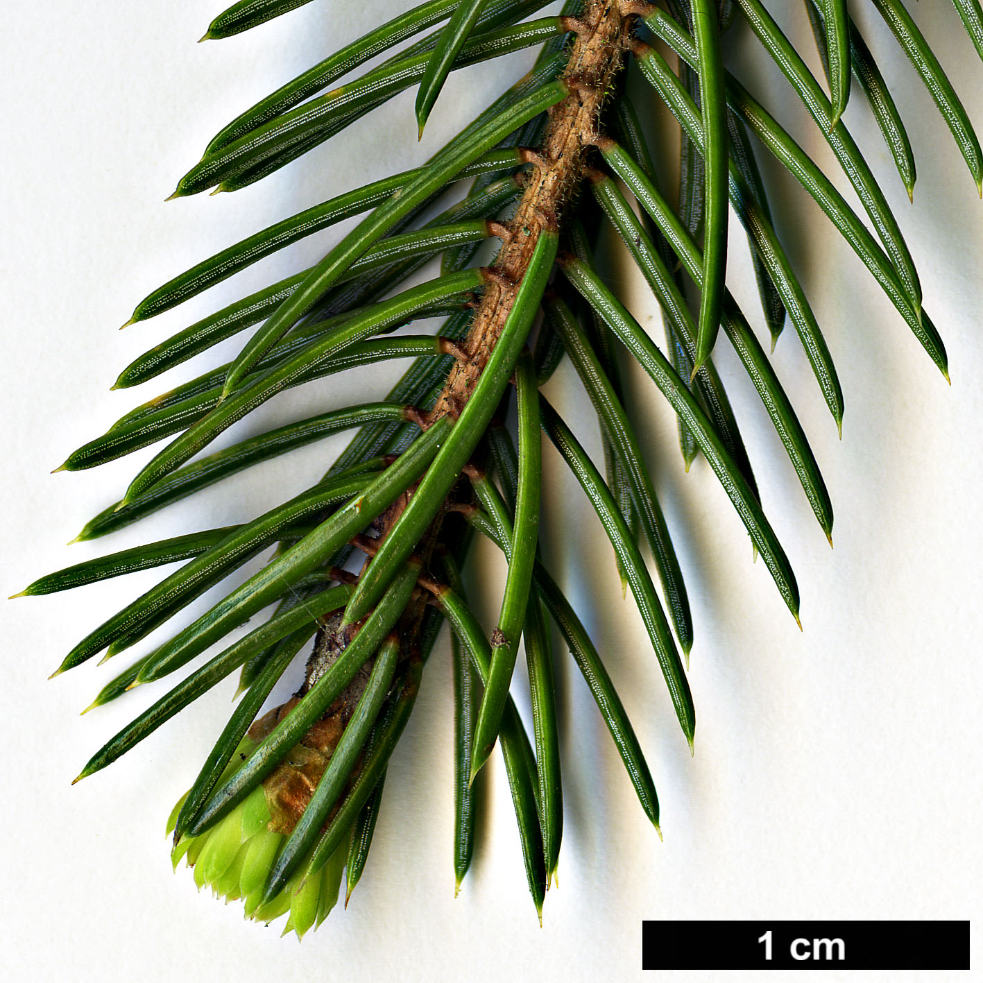 High resolution image: Family: Pinaceae - Genus: Picea - Taxon: linzhiensis