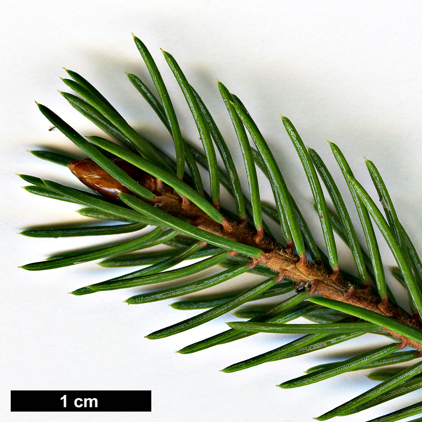 High resolution image: Family: Pinaceae - Genus: Picea - Taxon: linzhiensis