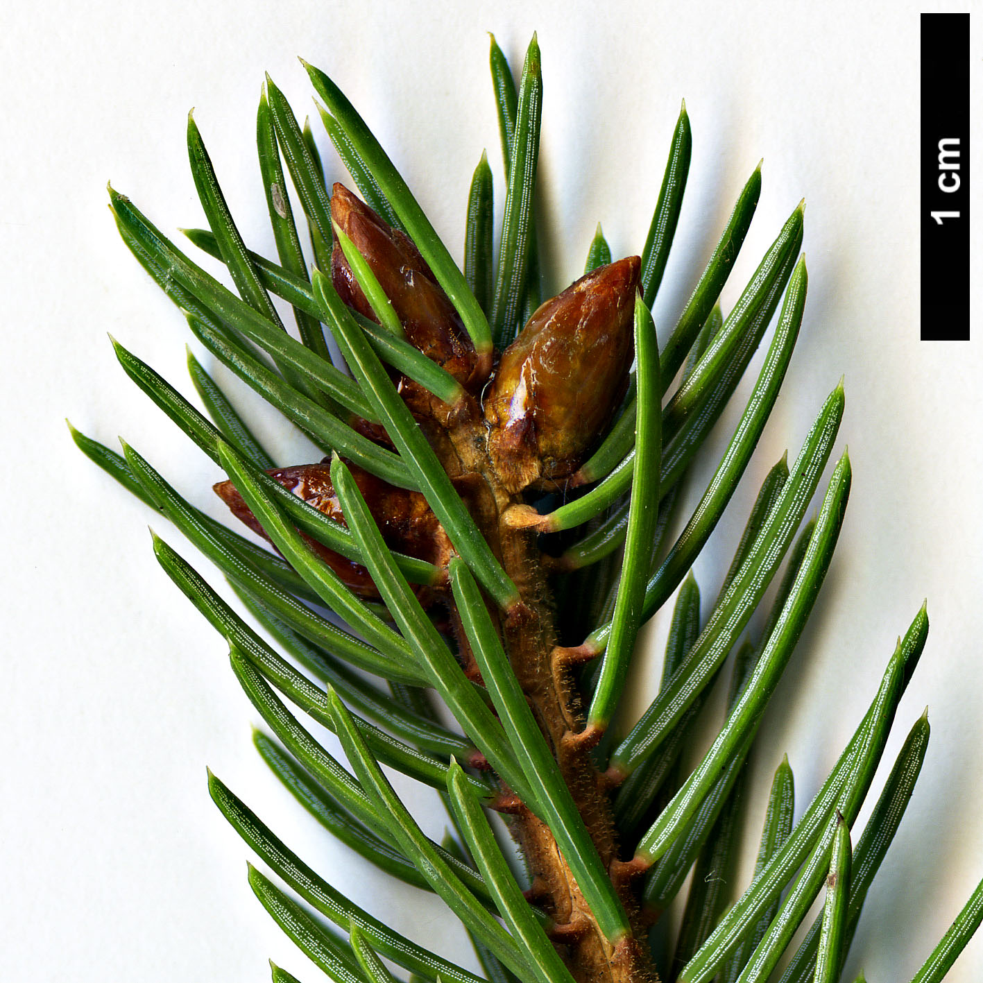 High resolution image: Family: Pinaceae - Genus: Picea - Taxon: linzhiensis