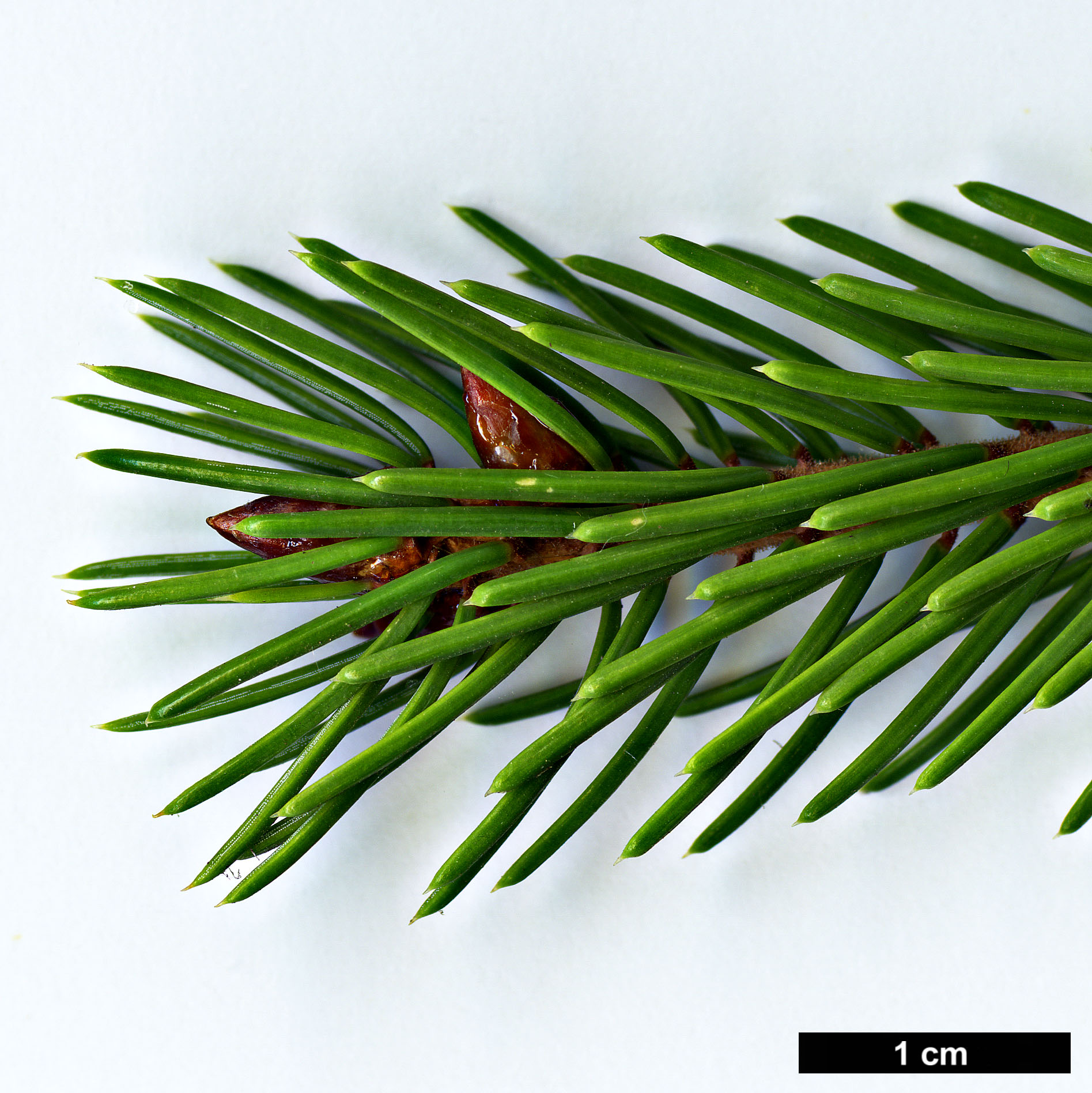 High resolution image: Family: Pinaceae - Genus: Picea - Taxon: linzhiensis