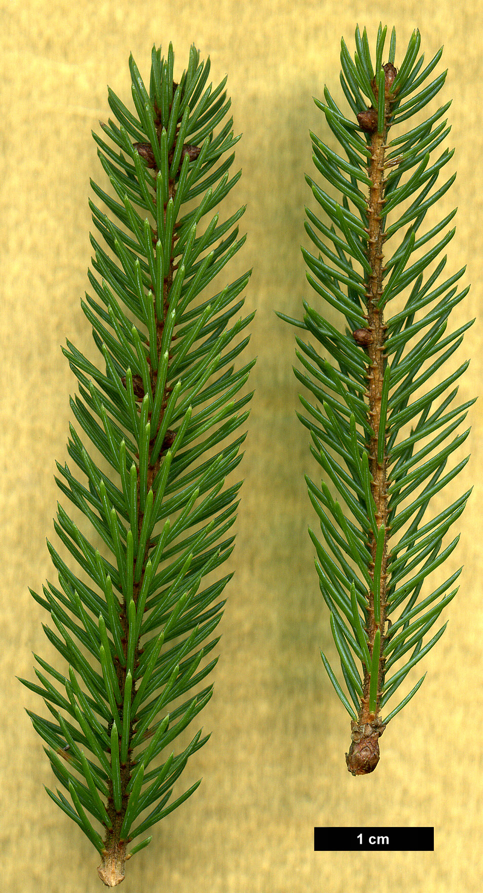 High resolution image: Family: Pinaceae - Genus: Picea - Taxon: mariana - SpeciesSub: 'Doumetii'