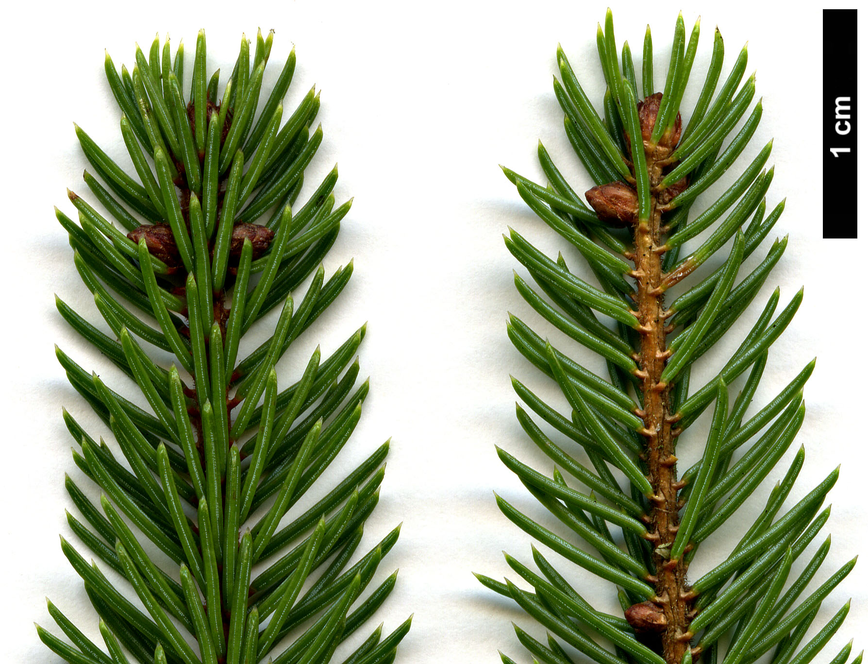 High resolution image: Family: Pinaceae - Genus: Picea - Taxon: mariana - SpeciesSub: 'Doumetii'