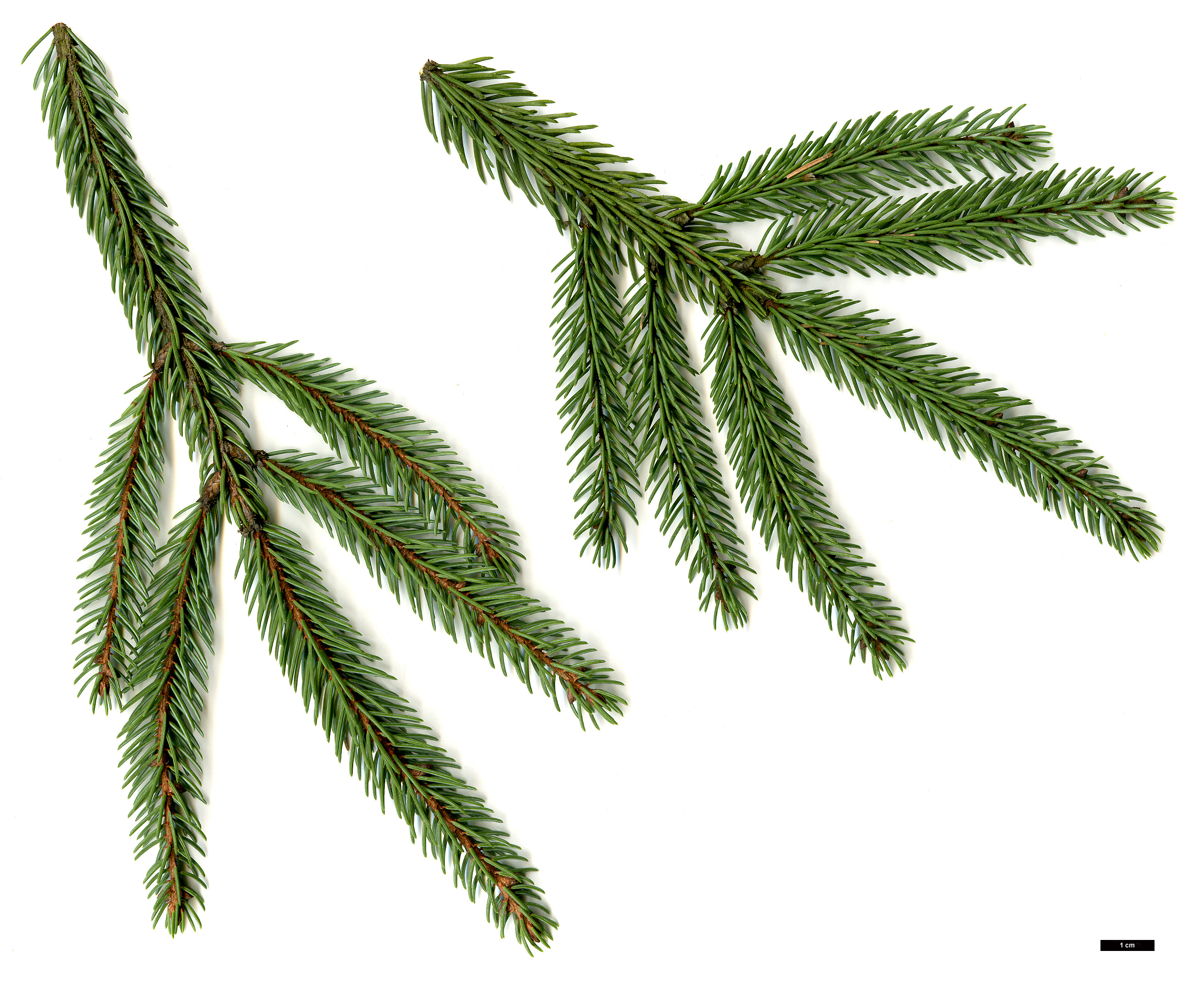 High resolution image: Family: Pinaceae - Genus: Picea - Taxon: mariana - SpeciesSub: 'Doumetii'