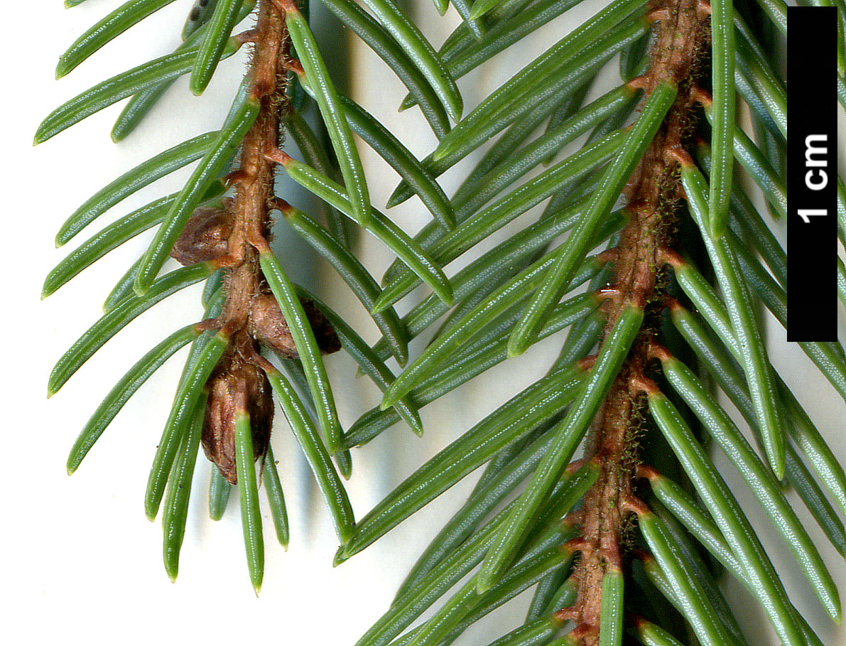 High resolution image: Family: Pinaceae - Genus: Picea - Taxon: mariana - SpeciesSub: 'Doumetii'