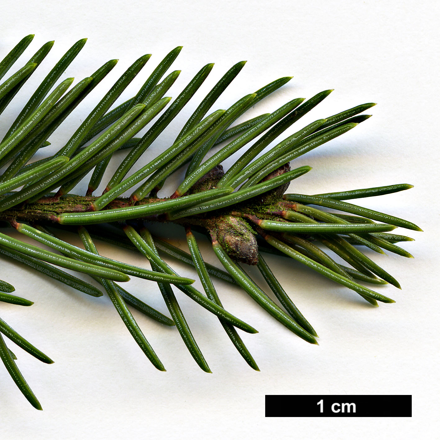 High resolution image: Family: Pinaceae - Genus: Picea - Taxon: mariana