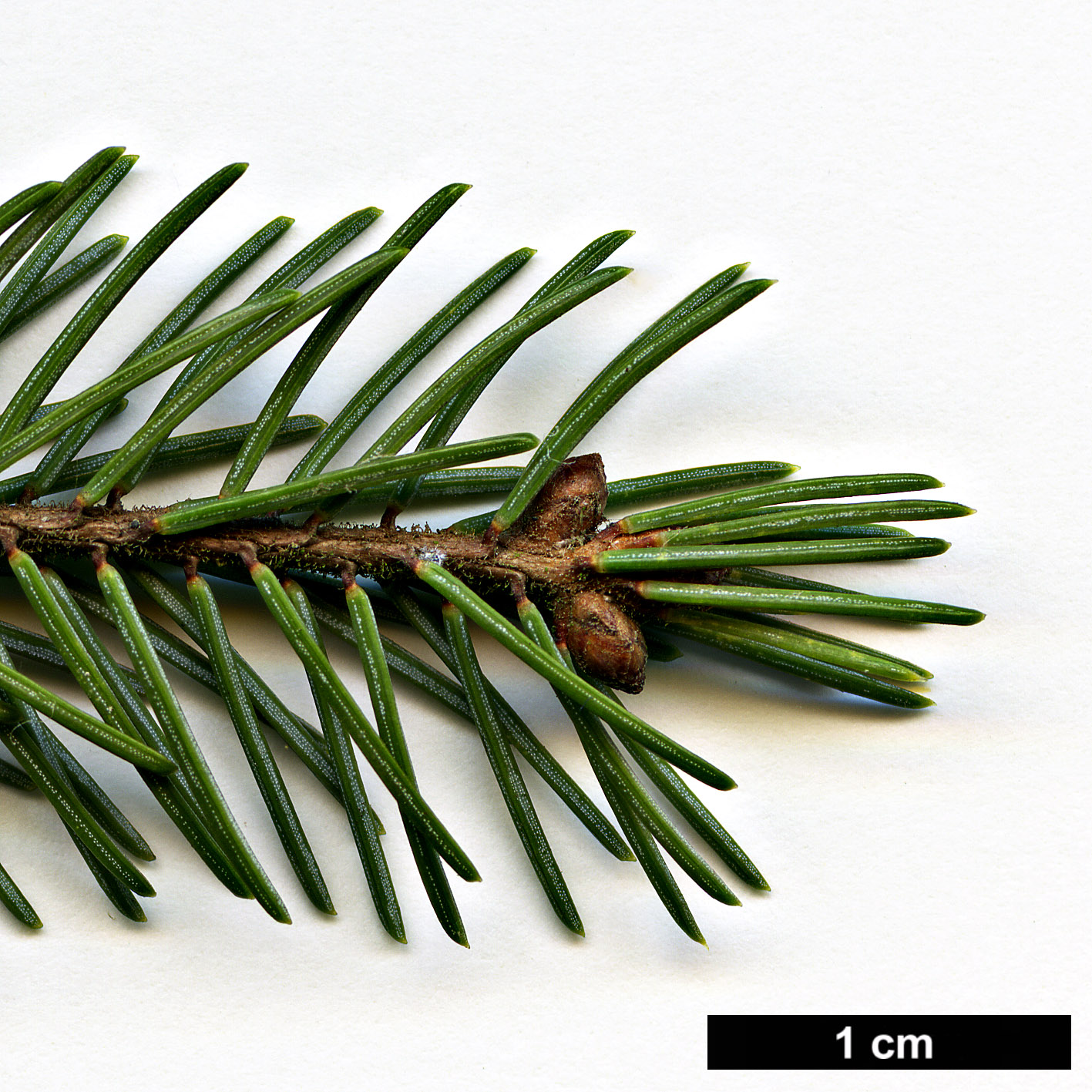 High resolution image: Family: Pinaceae - Genus: Picea - Taxon: mariana