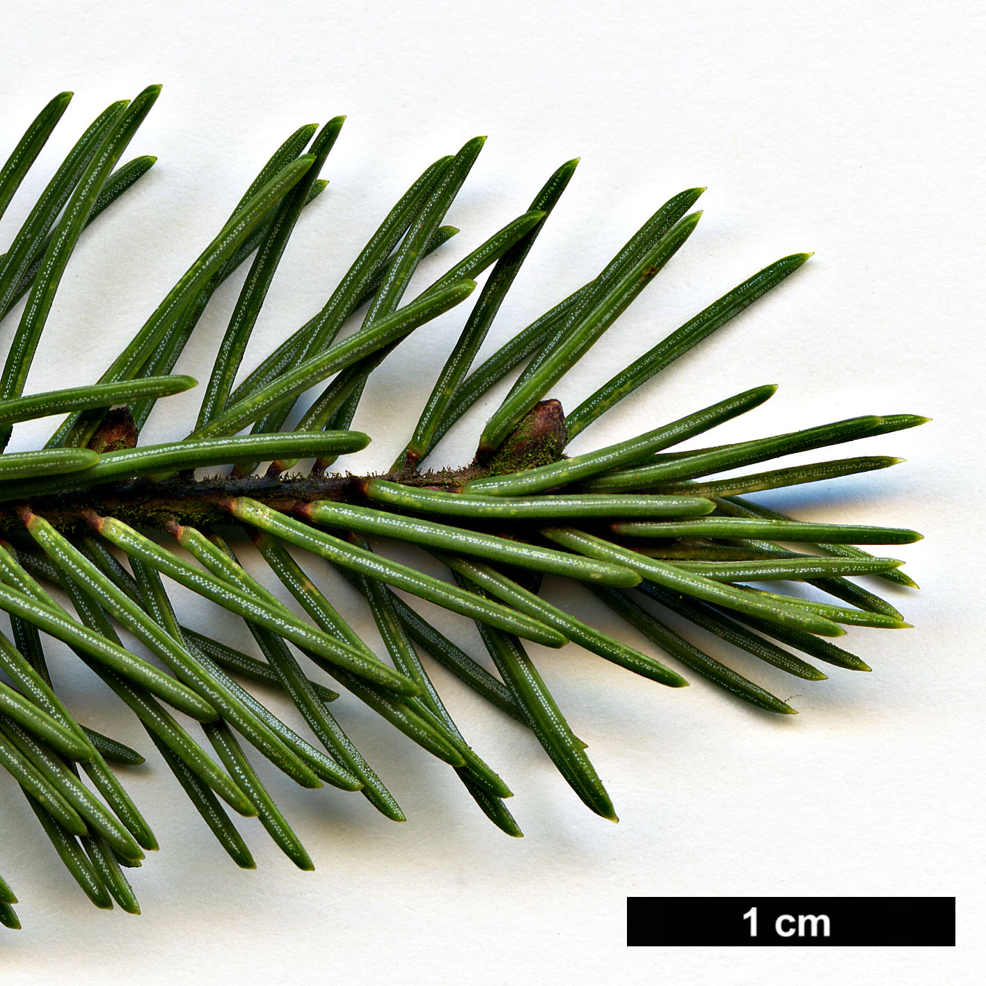 High resolution image: Family: Pinaceae - Genus: Picea - Taxon: mariana