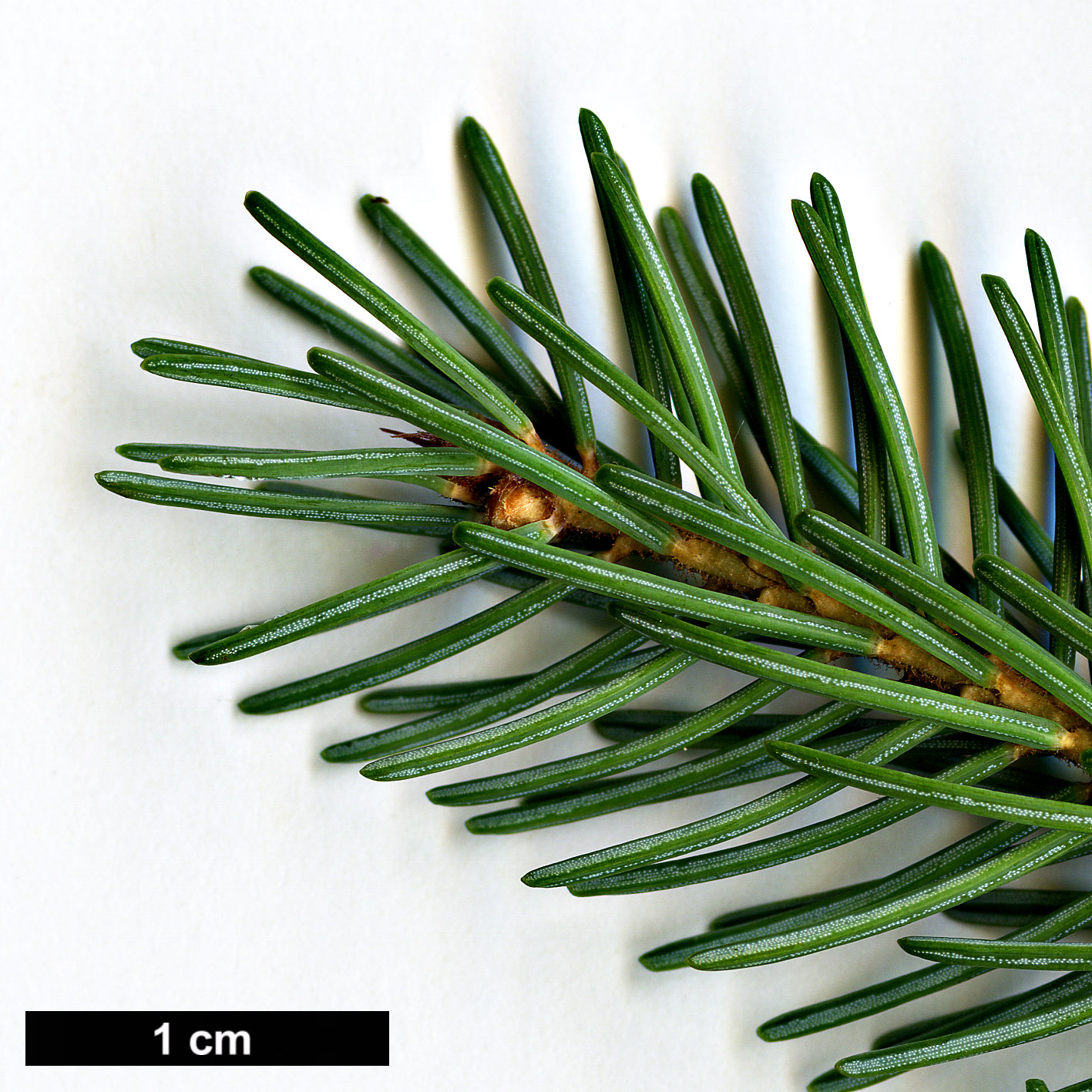 High resolution image: Family: Pinaceae - Genus: Picea - Taxon: mariana