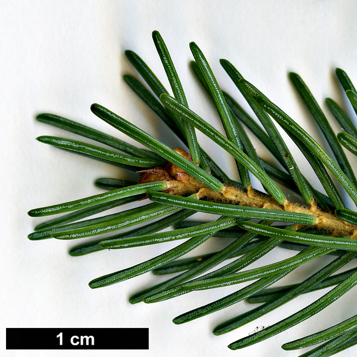 High resolution image: Family: Pinaceae - Genus: Picea - Taxon: mariana