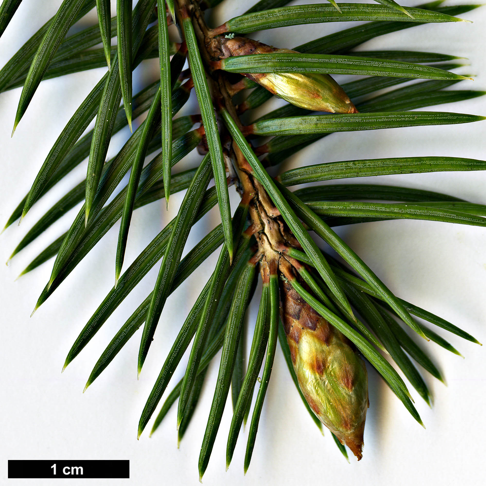 High resolution image: Family: Pinaceae - Genus: Picea - Taxon: martinezii