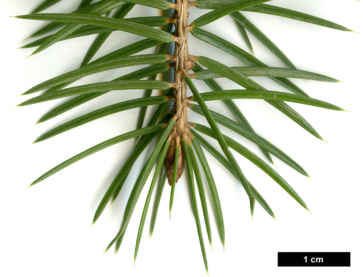 High resolution image: Family: Pinaceae - Genus: Picea - Taxon: martinezii