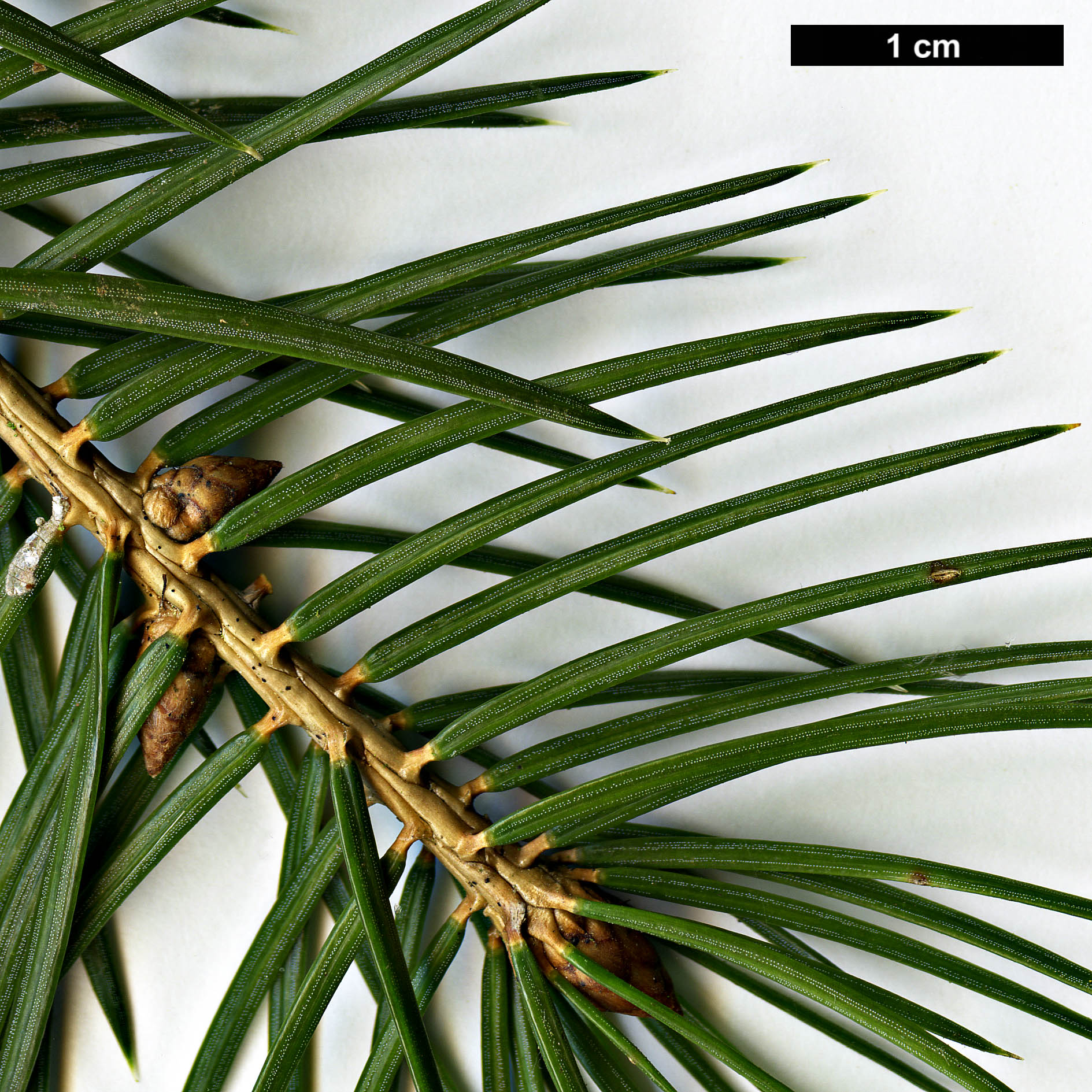 High resolution image: Family: Pinaceae - Genus: Picea - Taxon: martinezii