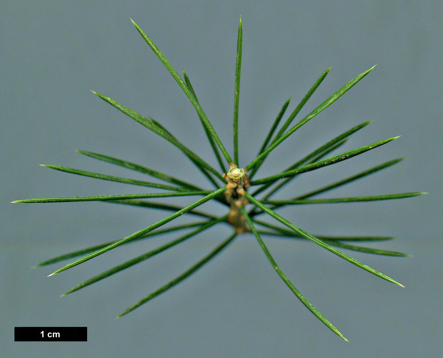 High resolution image: Family: Pinaceae - Genus: Picea - Taxon: martinezii