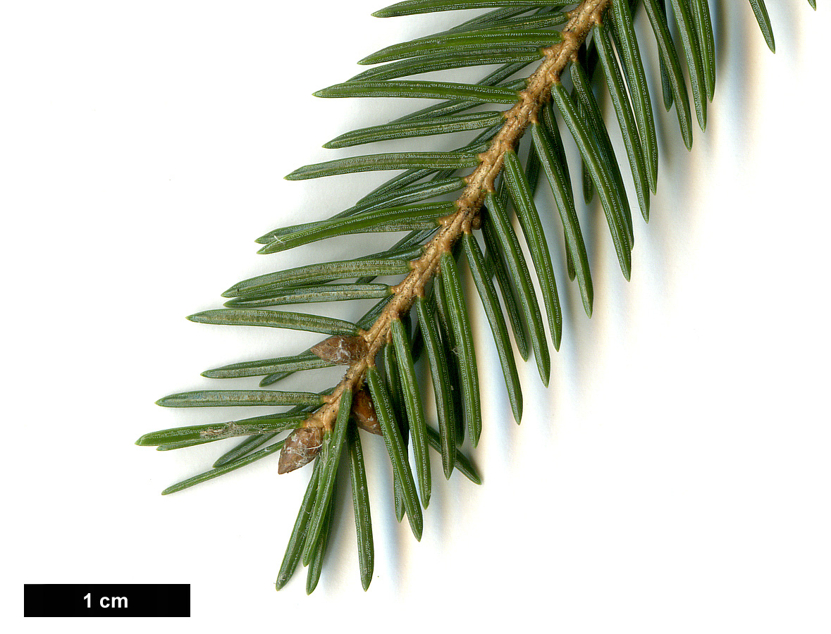 High resolution image: Family: Pinaceae - Genus: Picea - Taxon: maximowiczii