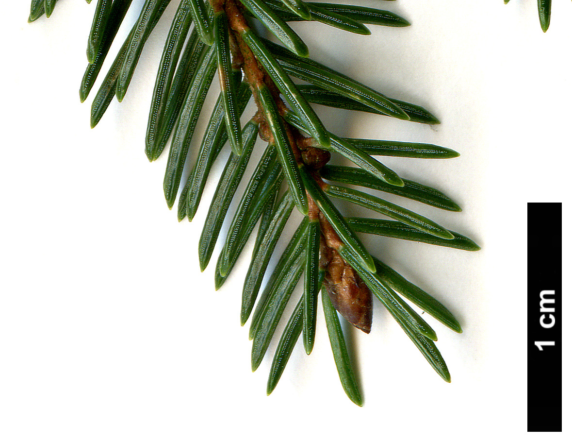 High resolution image: Family: Pinaceae - Genus: Picea - Taxon: maximowiczii