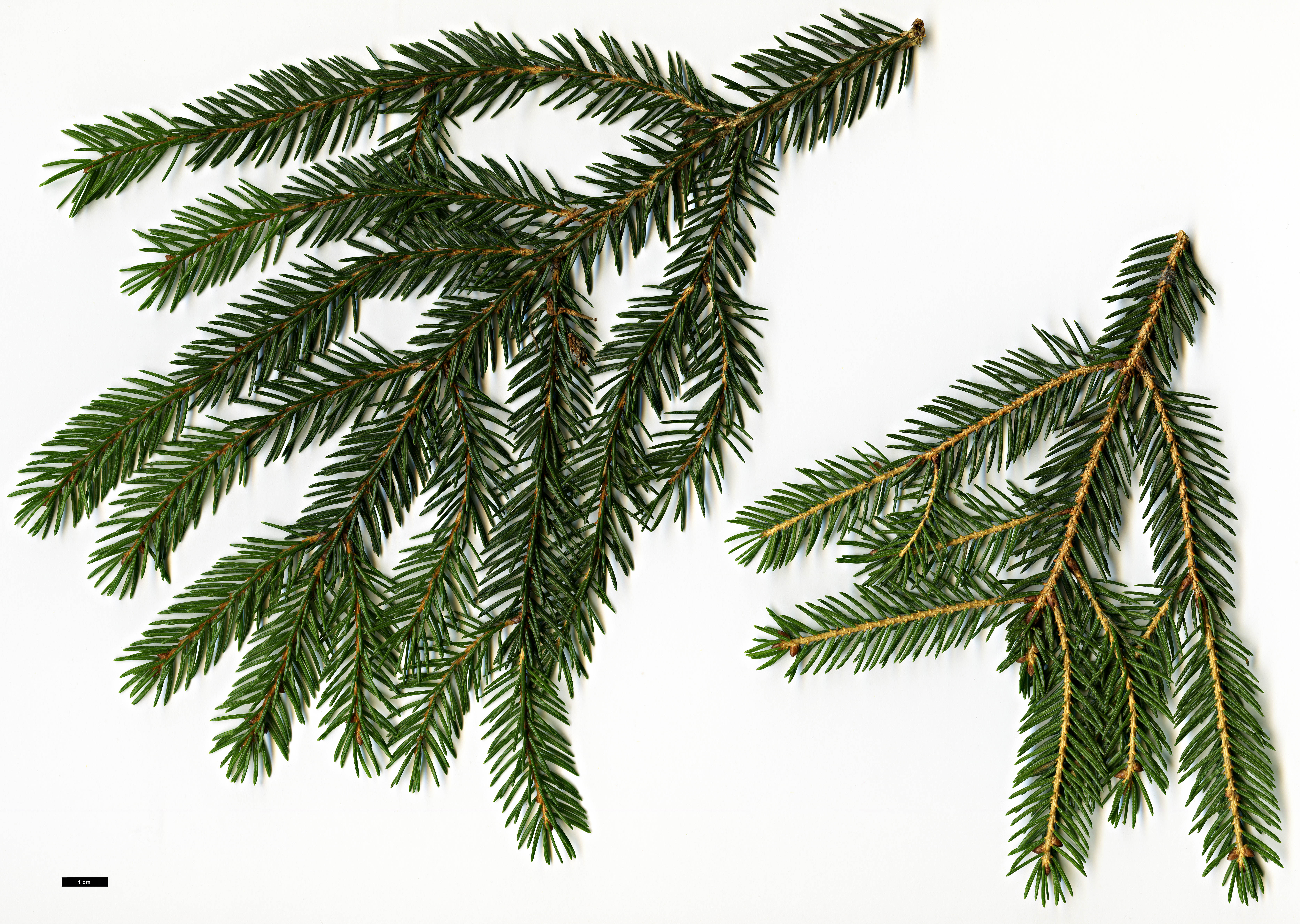 High resolution image: Family: Pinaceae - Genus: Picea - Taxon: maximowiczii