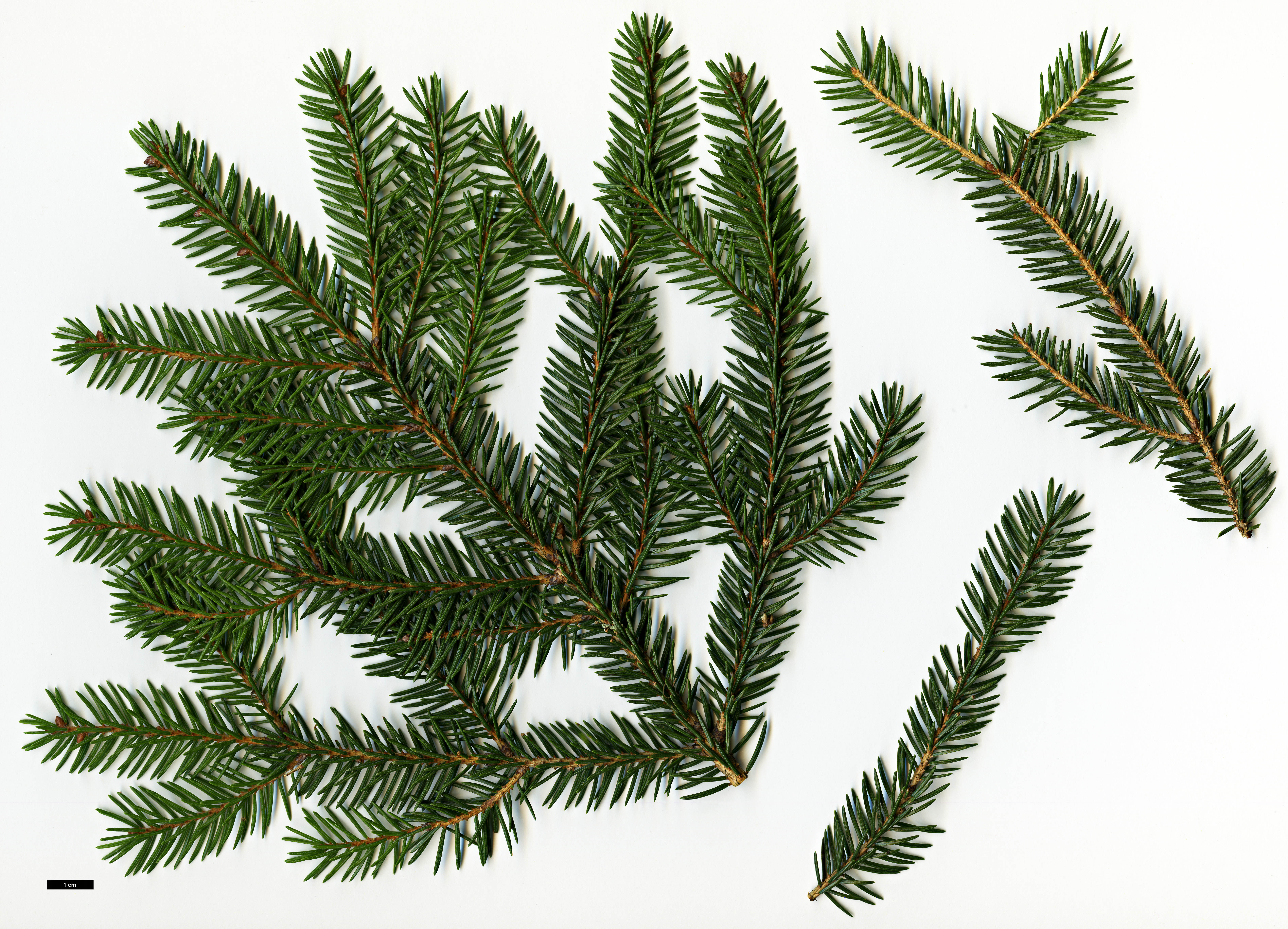 High resolution image: Family: Pinaceae - Genus: Picea - Taxon: maximowiczii