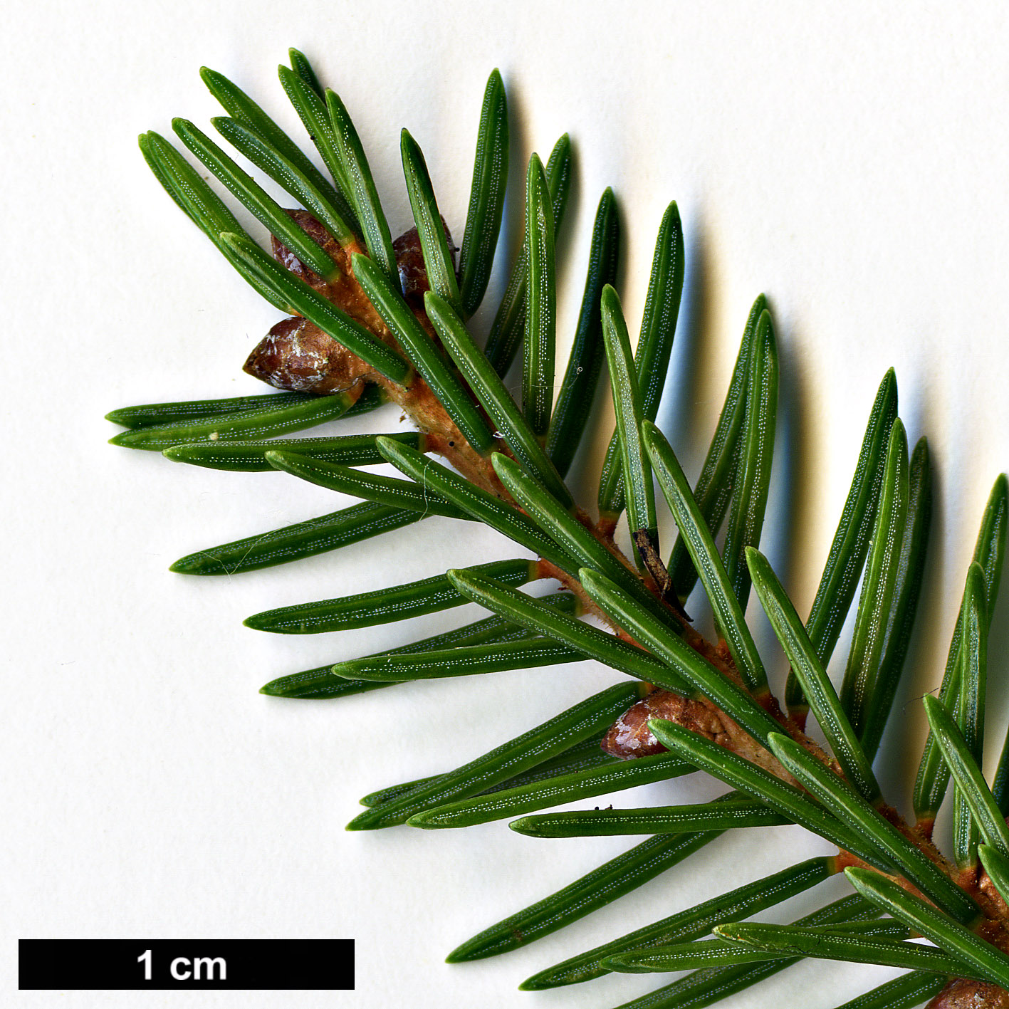 High resolution image: Family: Pinaceae - Genus: Picea - Taxon: maximowiczii