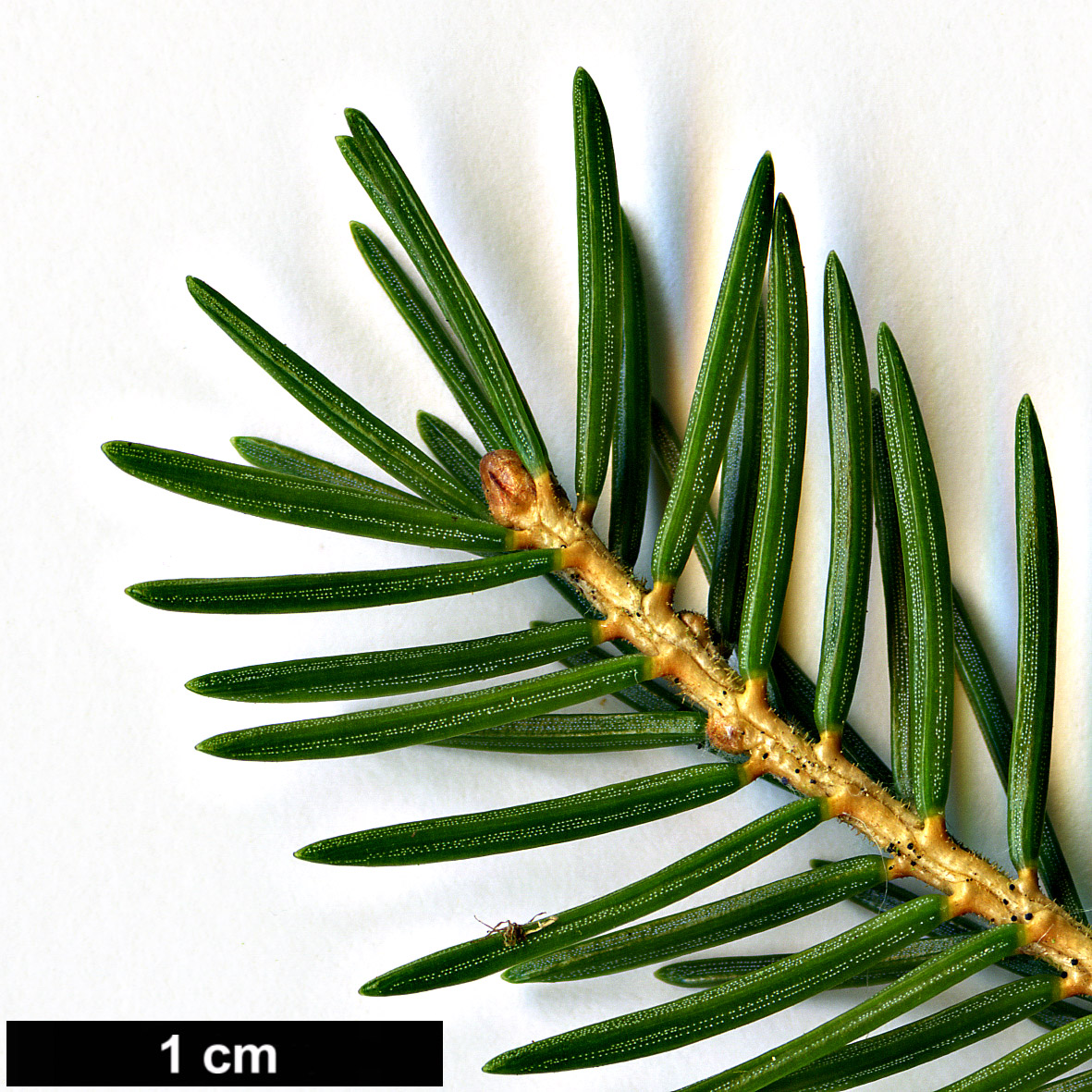 High resolution image: Family: Pinaceae - Genus: Picea - Taxon: maximowiczii