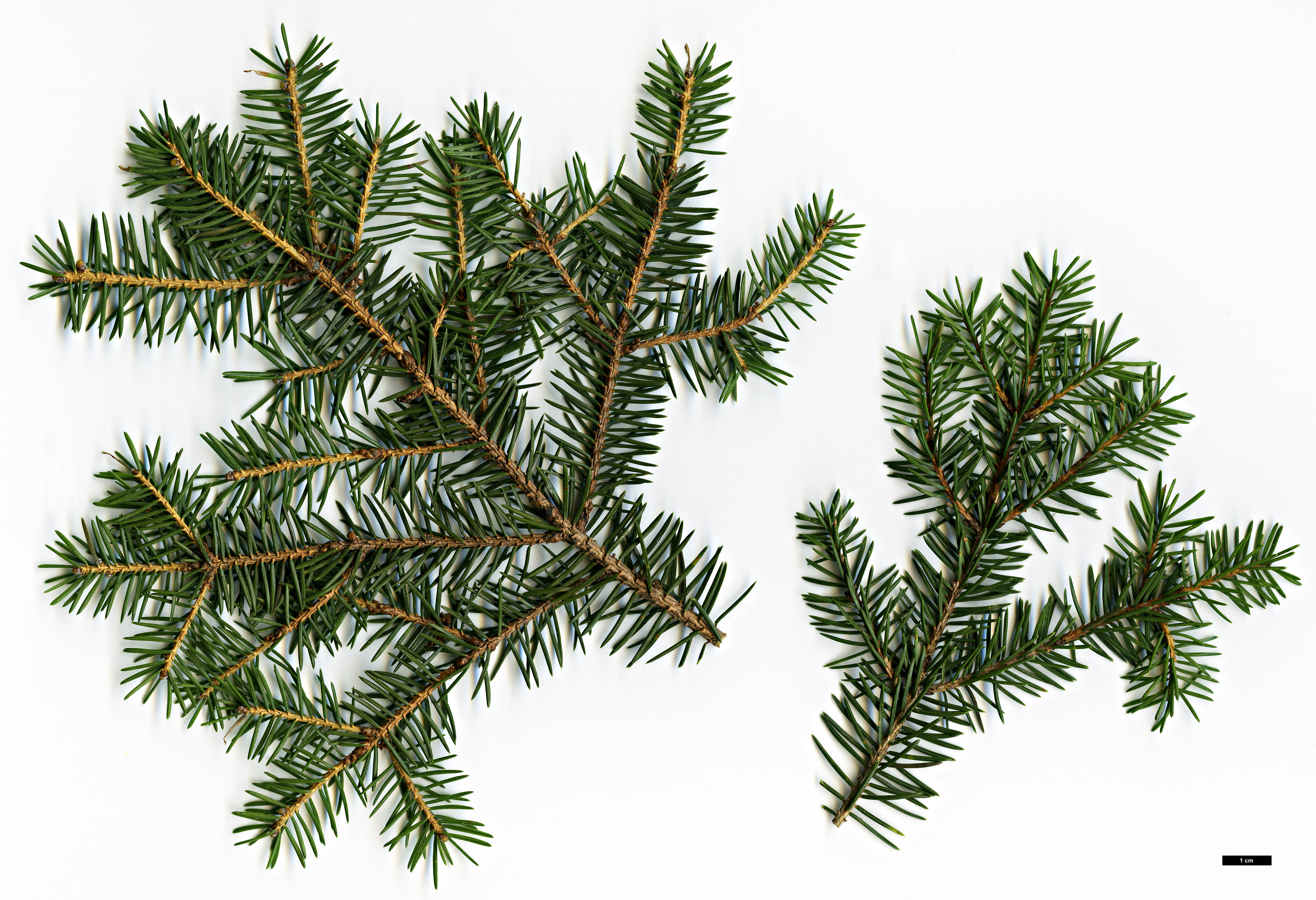 High resolution image: Family: Pinaceae - Genus: Picea - Taxon: maximowiczii